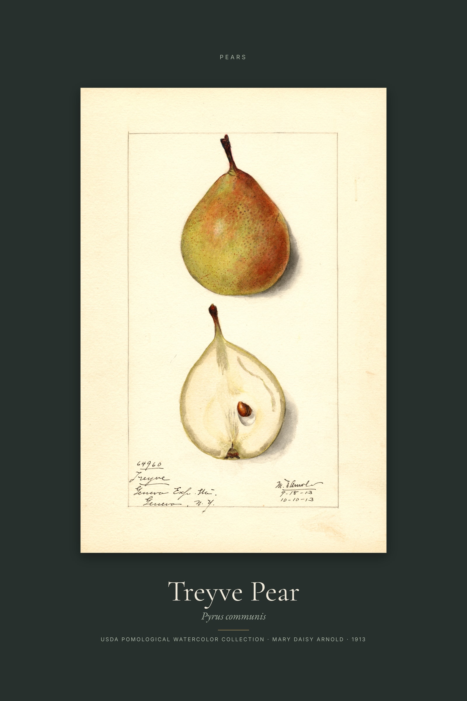 Treyve Pear — Specimen
