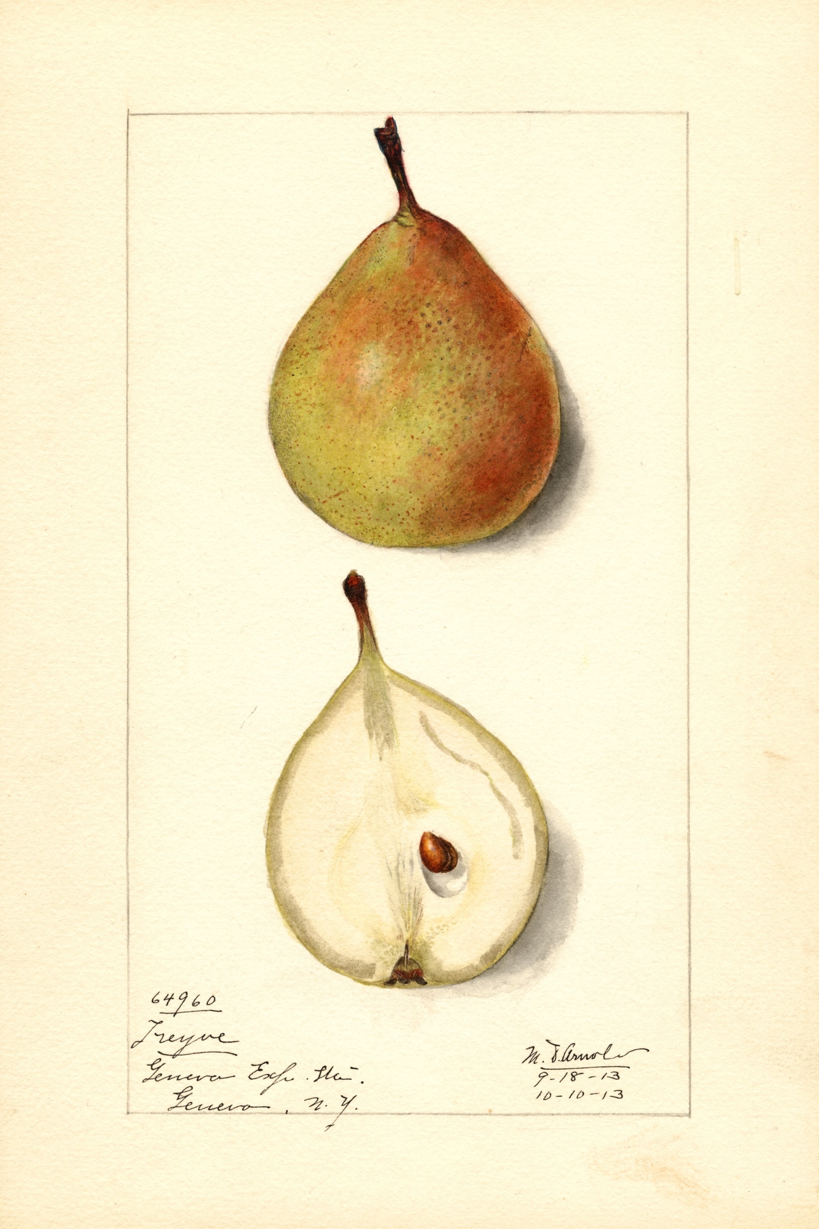 Treyve Pear