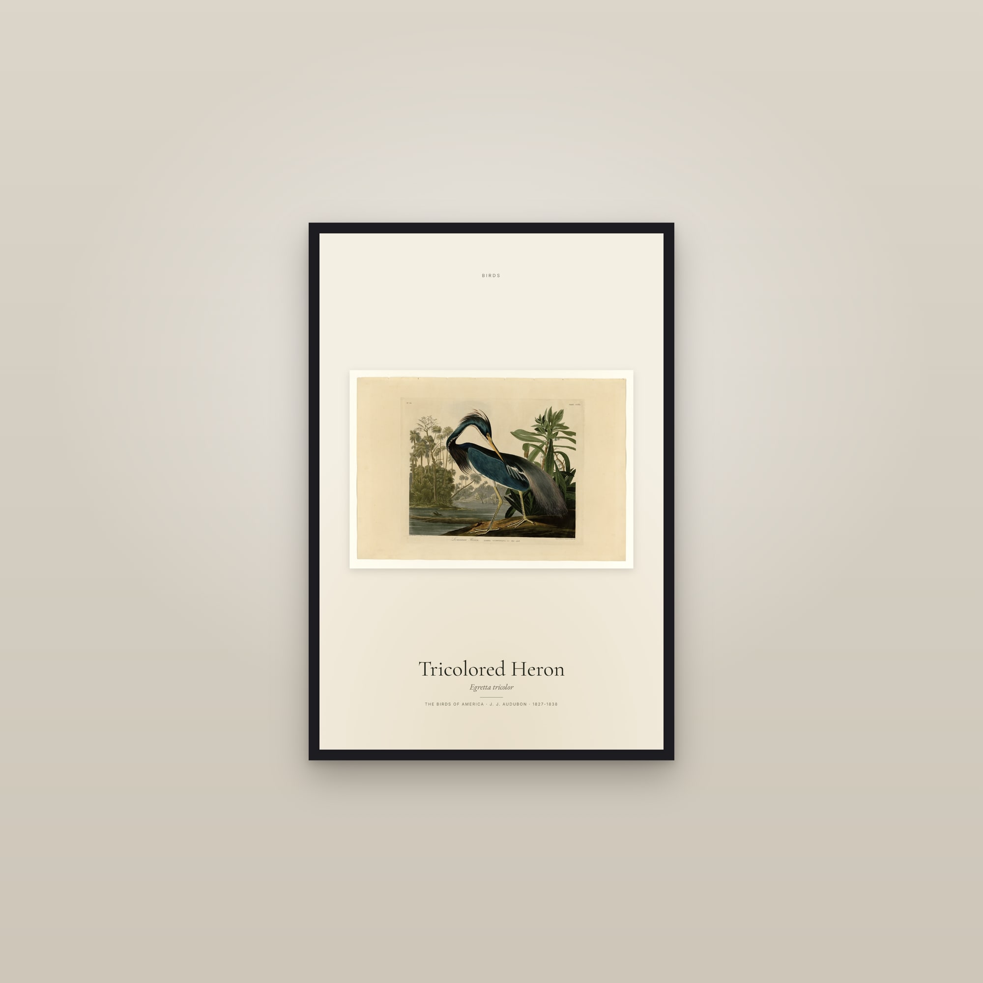 Tricolored Heron — framed in a gallery setting