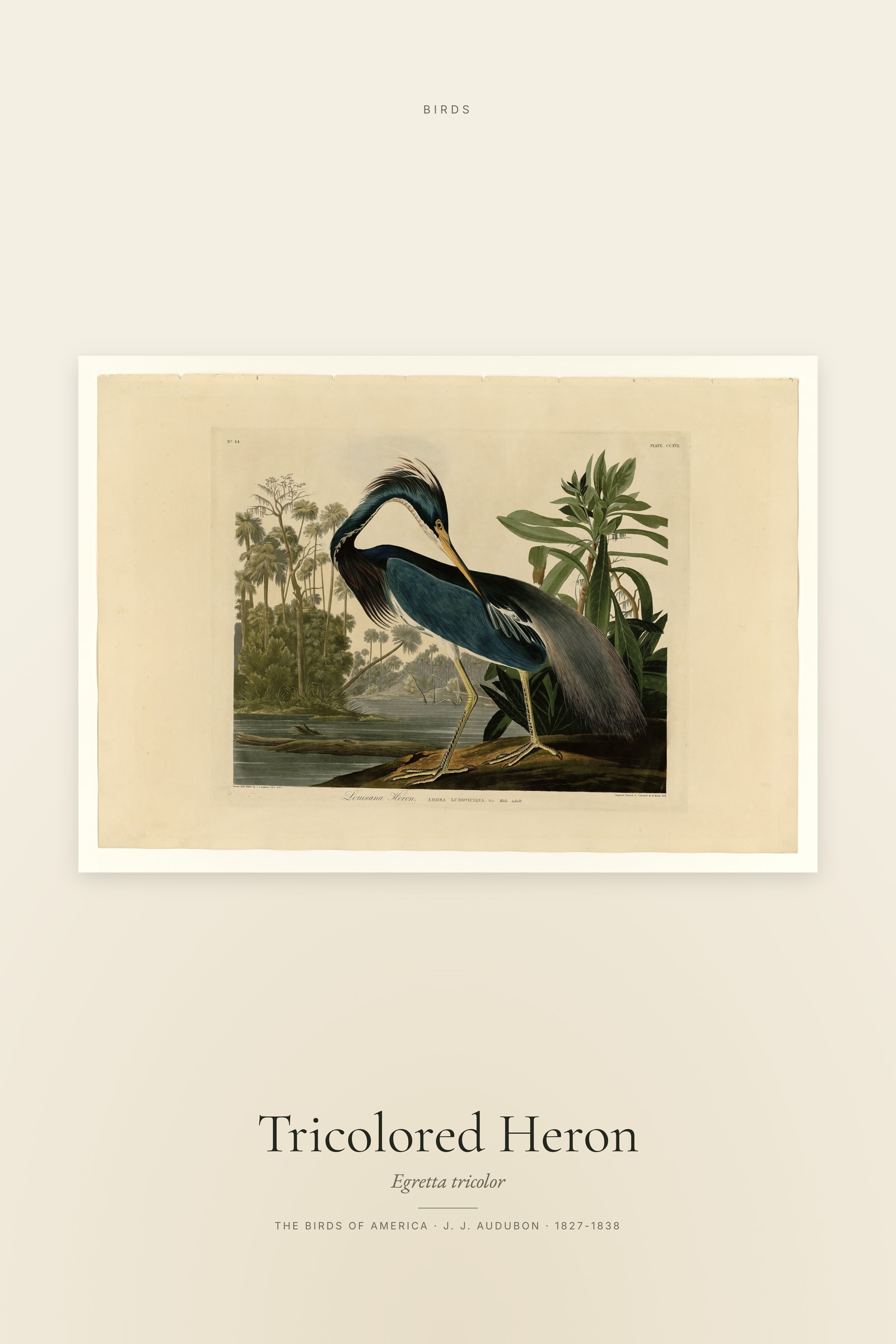 Tricolored Heron