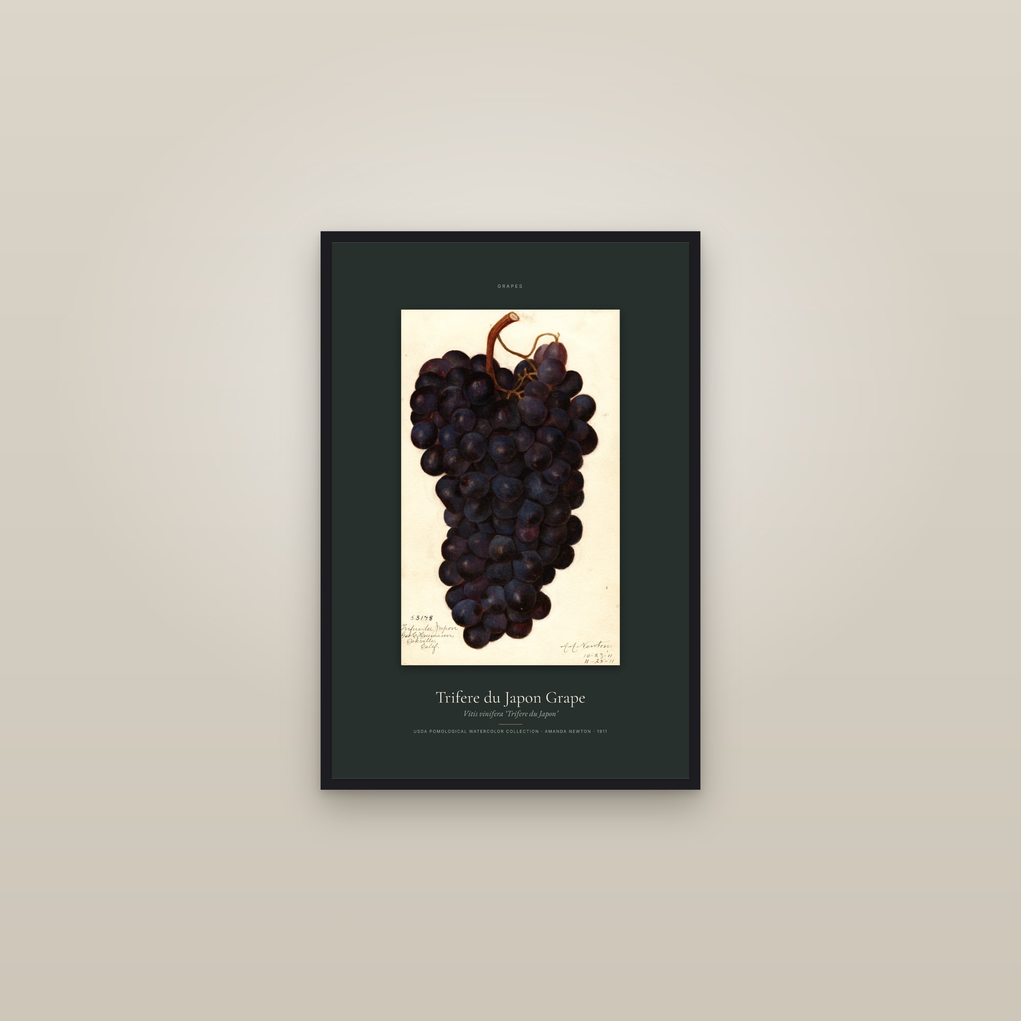 Trifere du Japon Grape — Specimen — framed in a gallery setting