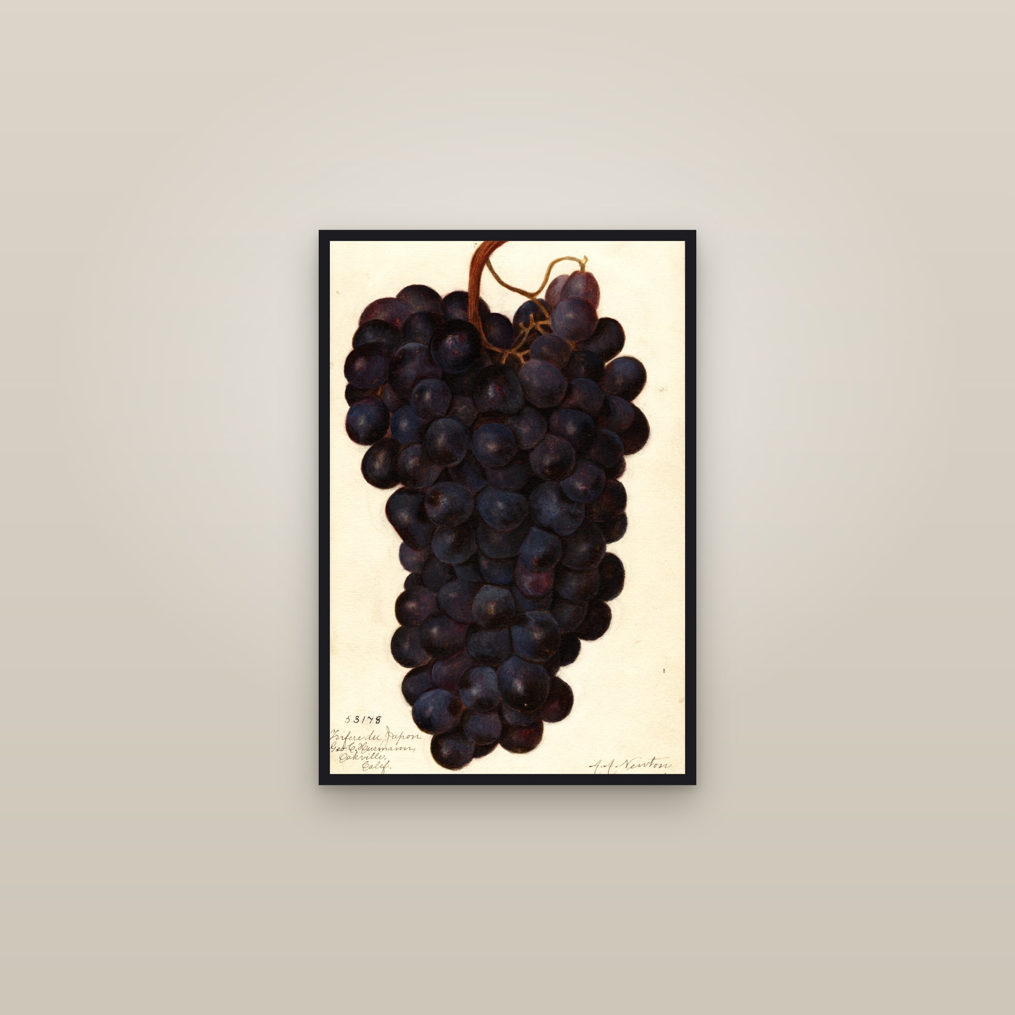 Trifere du Japon Grape — framed in a gallery setting