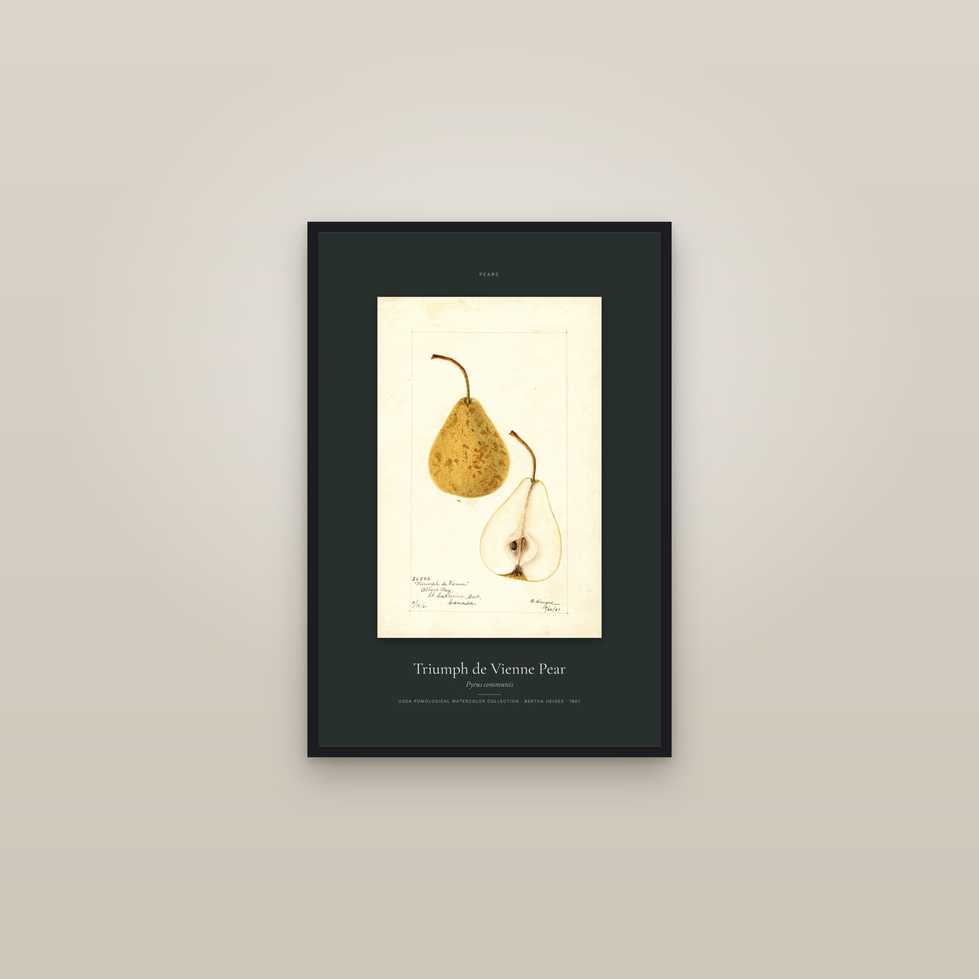 Triumph de Vienne Pear — Specimen — framed in a gallery setting