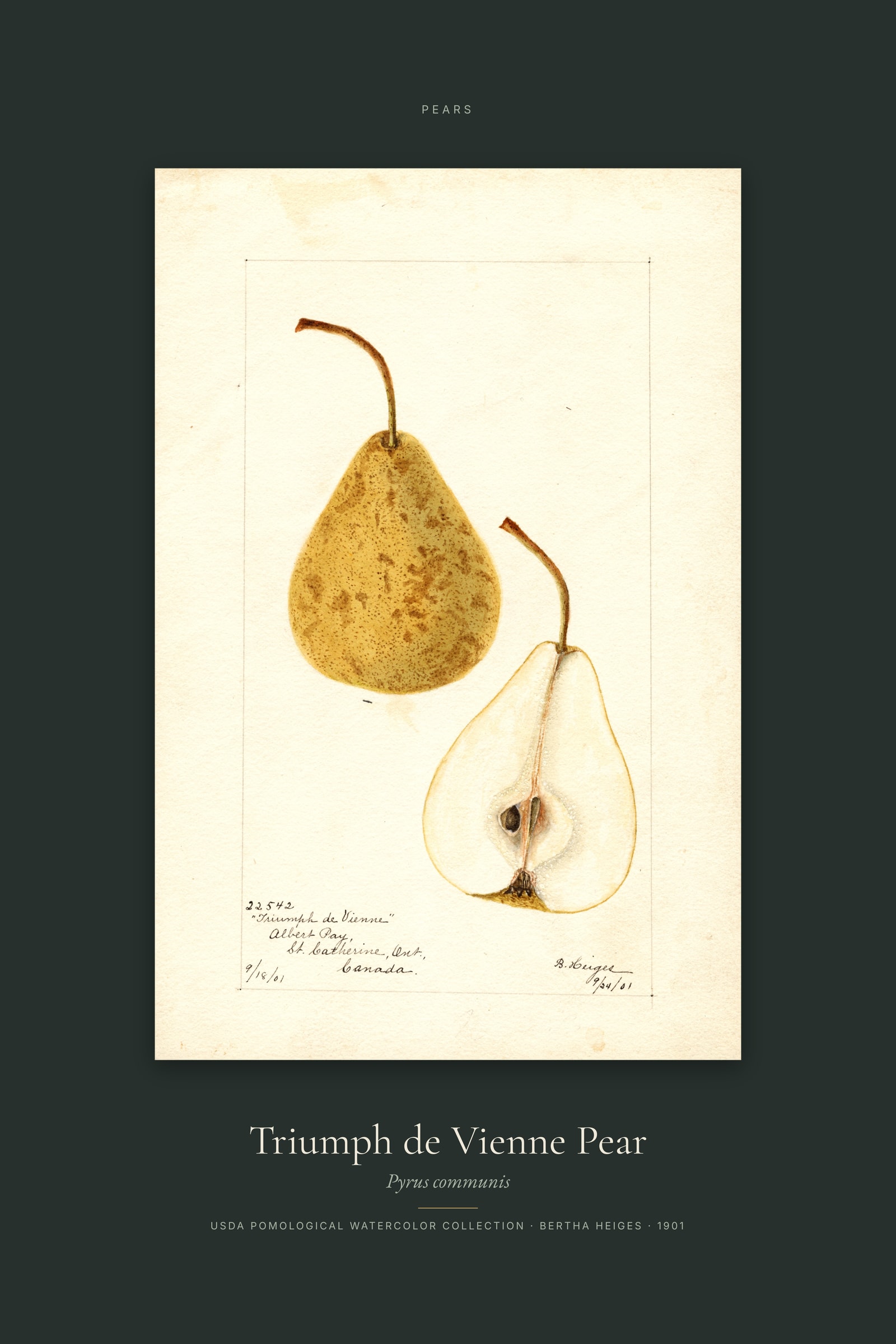 Triumph de Vienne Pear — Specimen