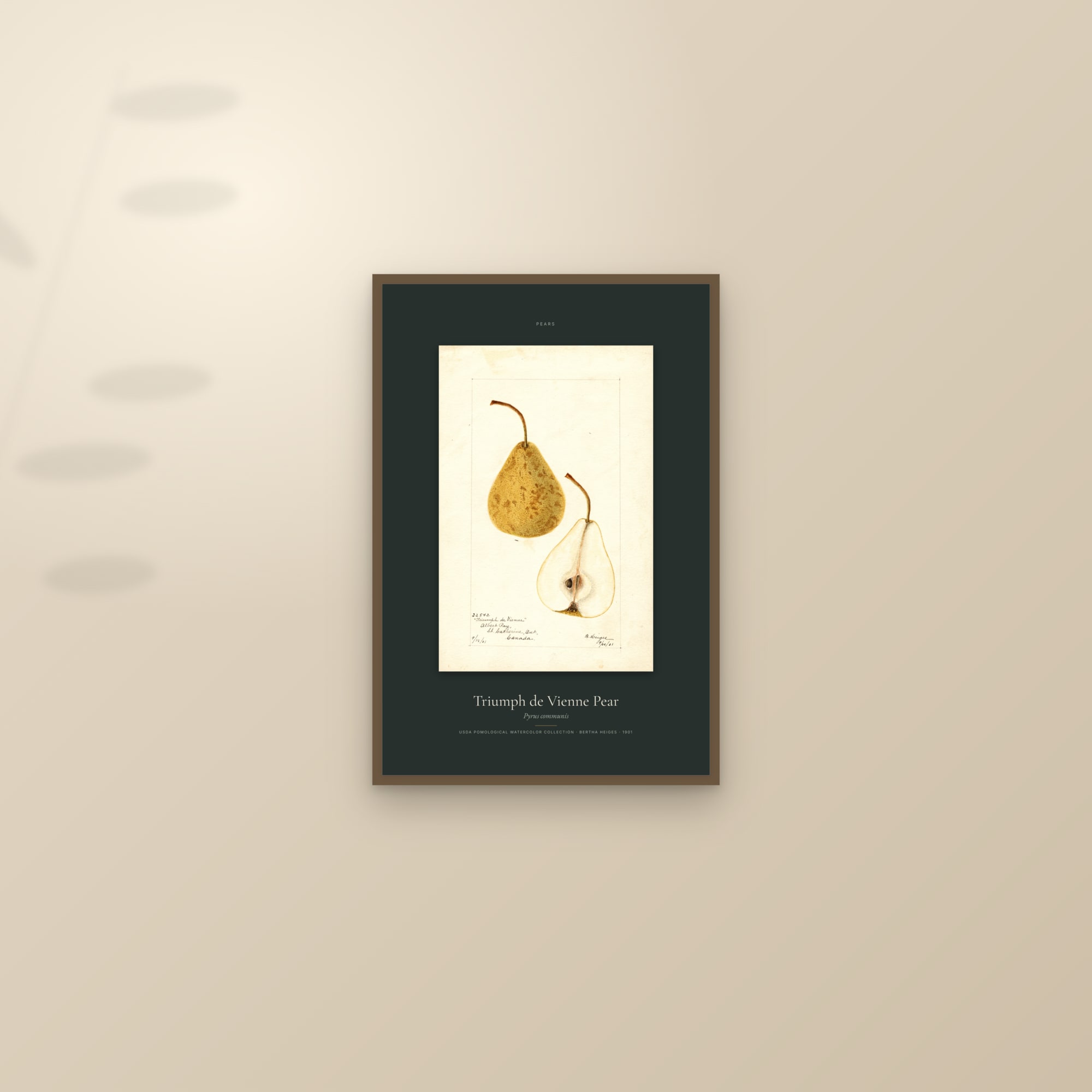 Triumph de Vienne Pear — Specimen — framed and styled on a sunlit wall