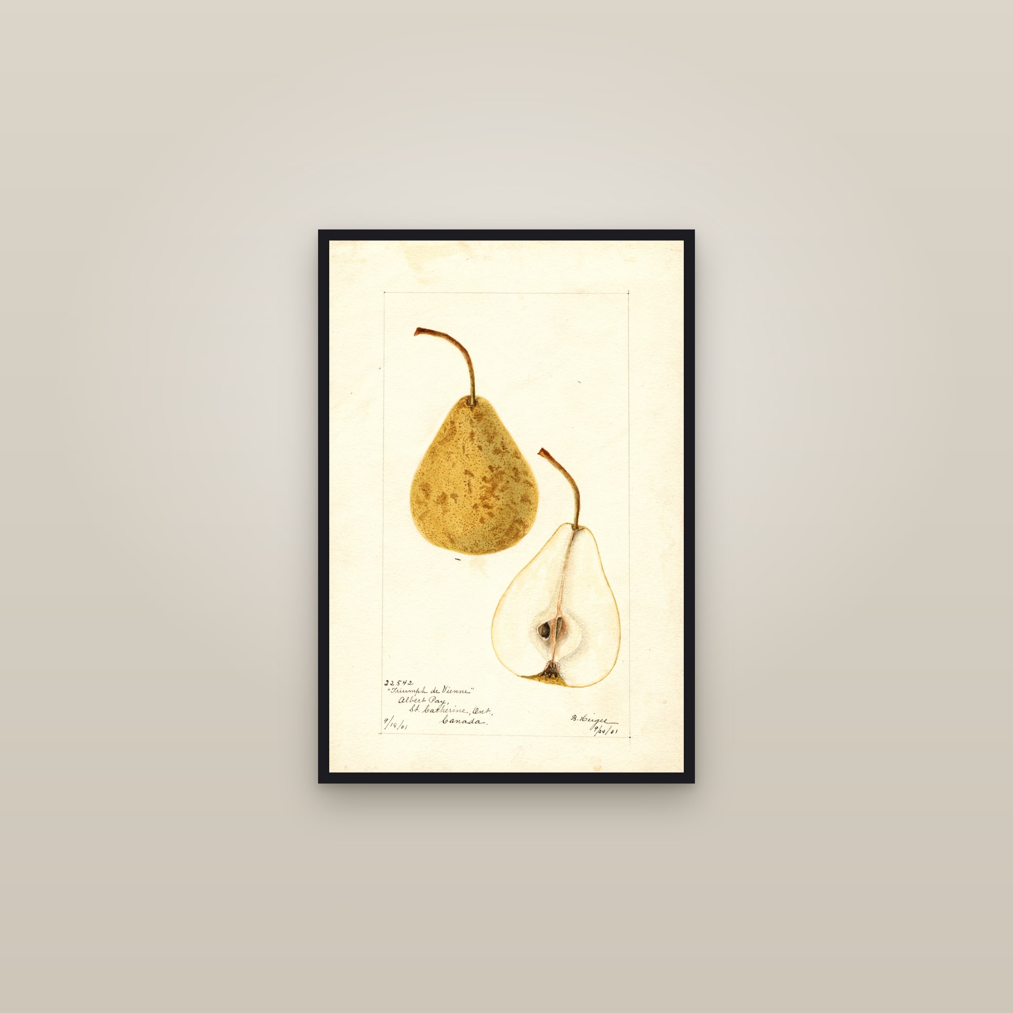 Triumph de Vienne Pear — framed in a gallery setting