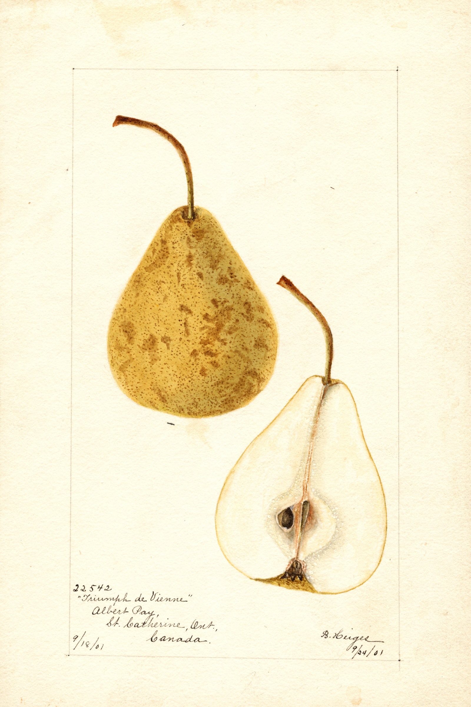 Triumph de Vienne Pear