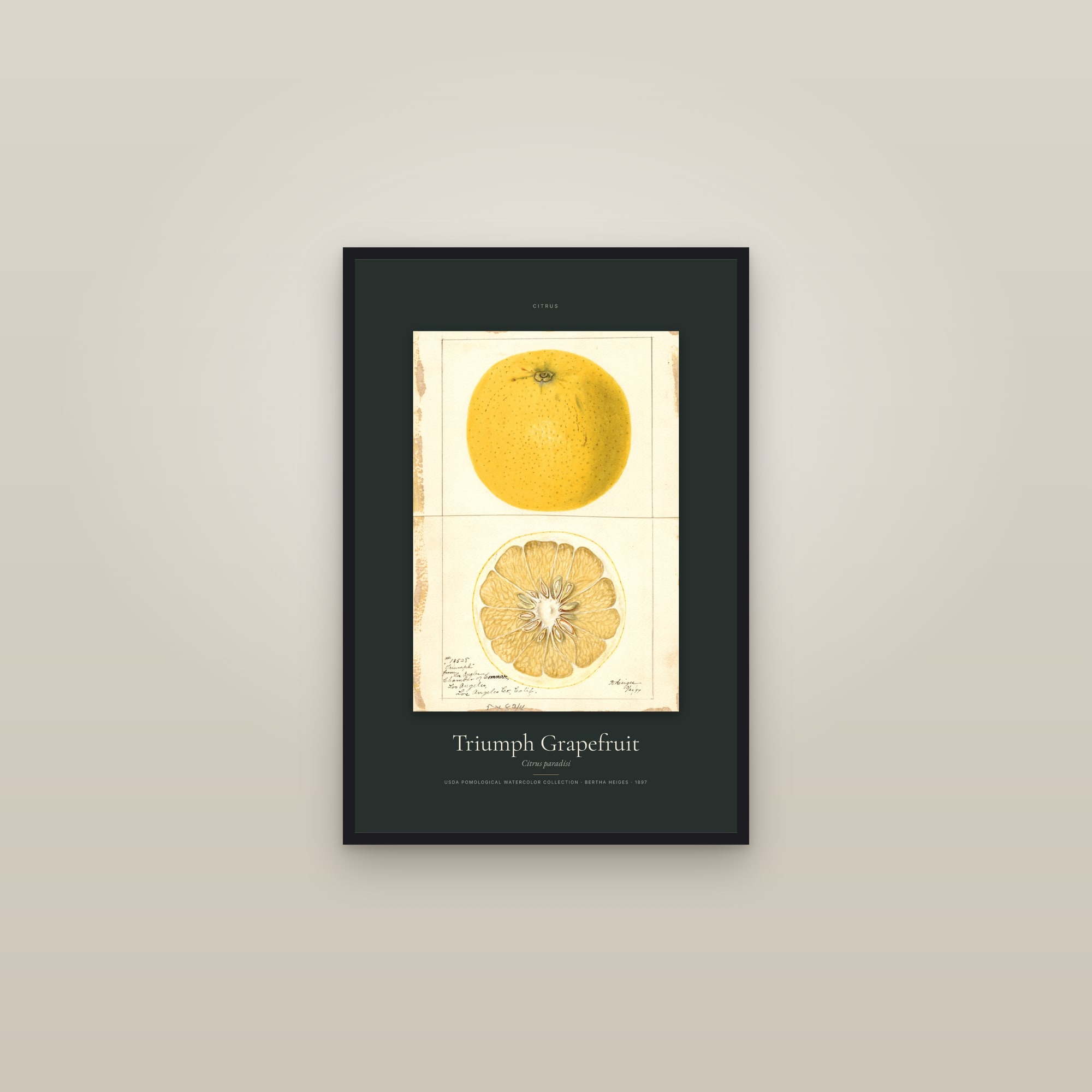 Triumph Grapefruit — Specimen — framed in a gallery setting