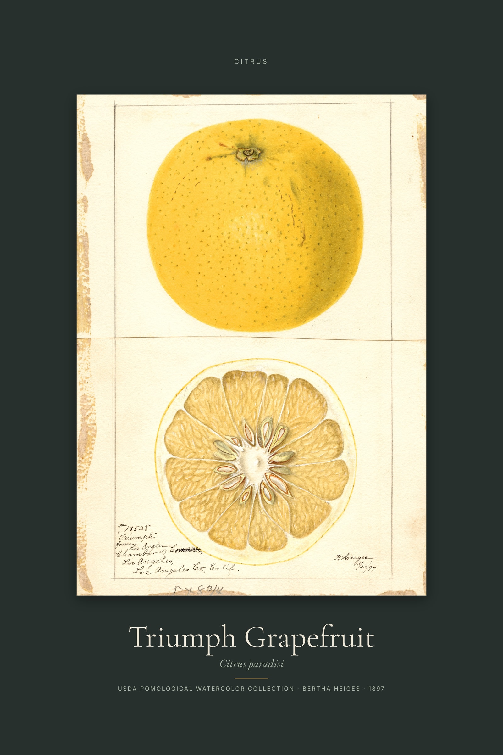 Triumph Grapefruit — Specimen