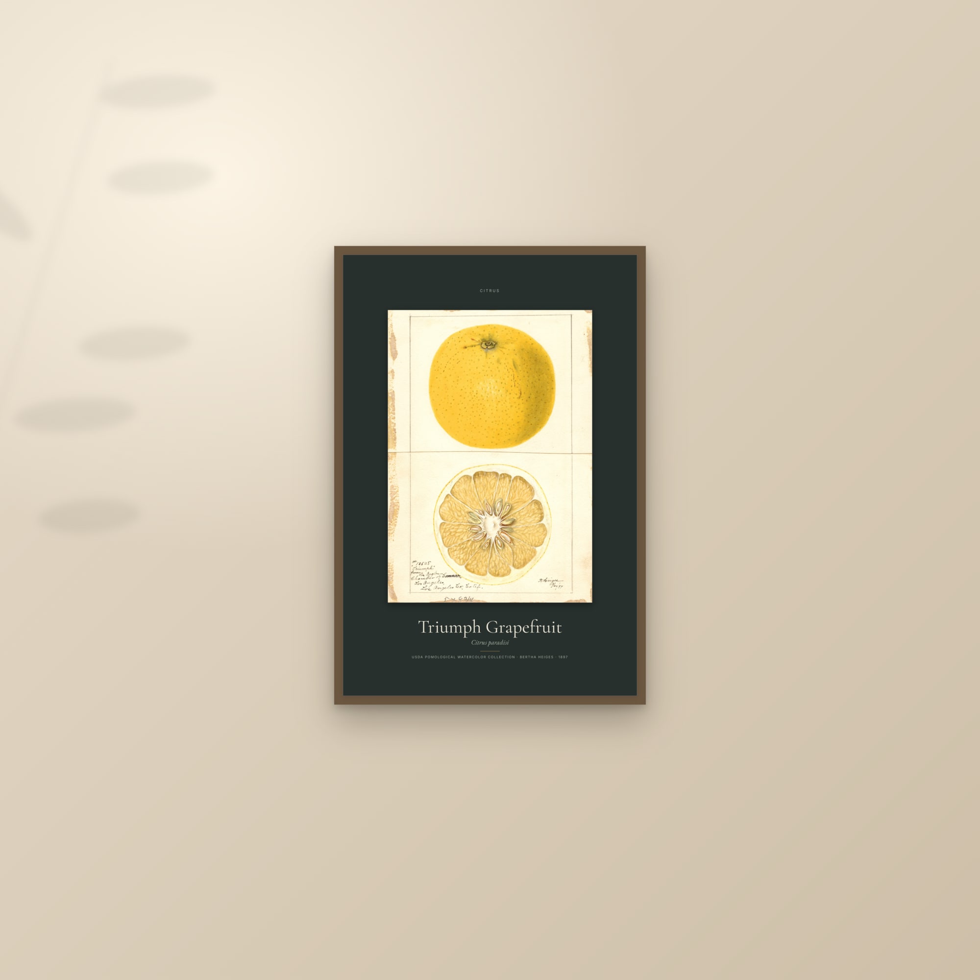 Triumph Grapefruit — Specimen — framed and styled on a sunlit wall