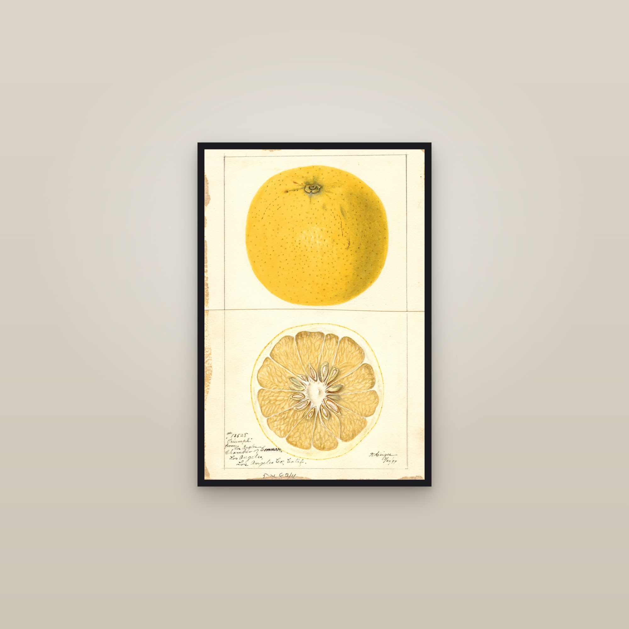 Triumph Grapefruit — framed in a gallery setting