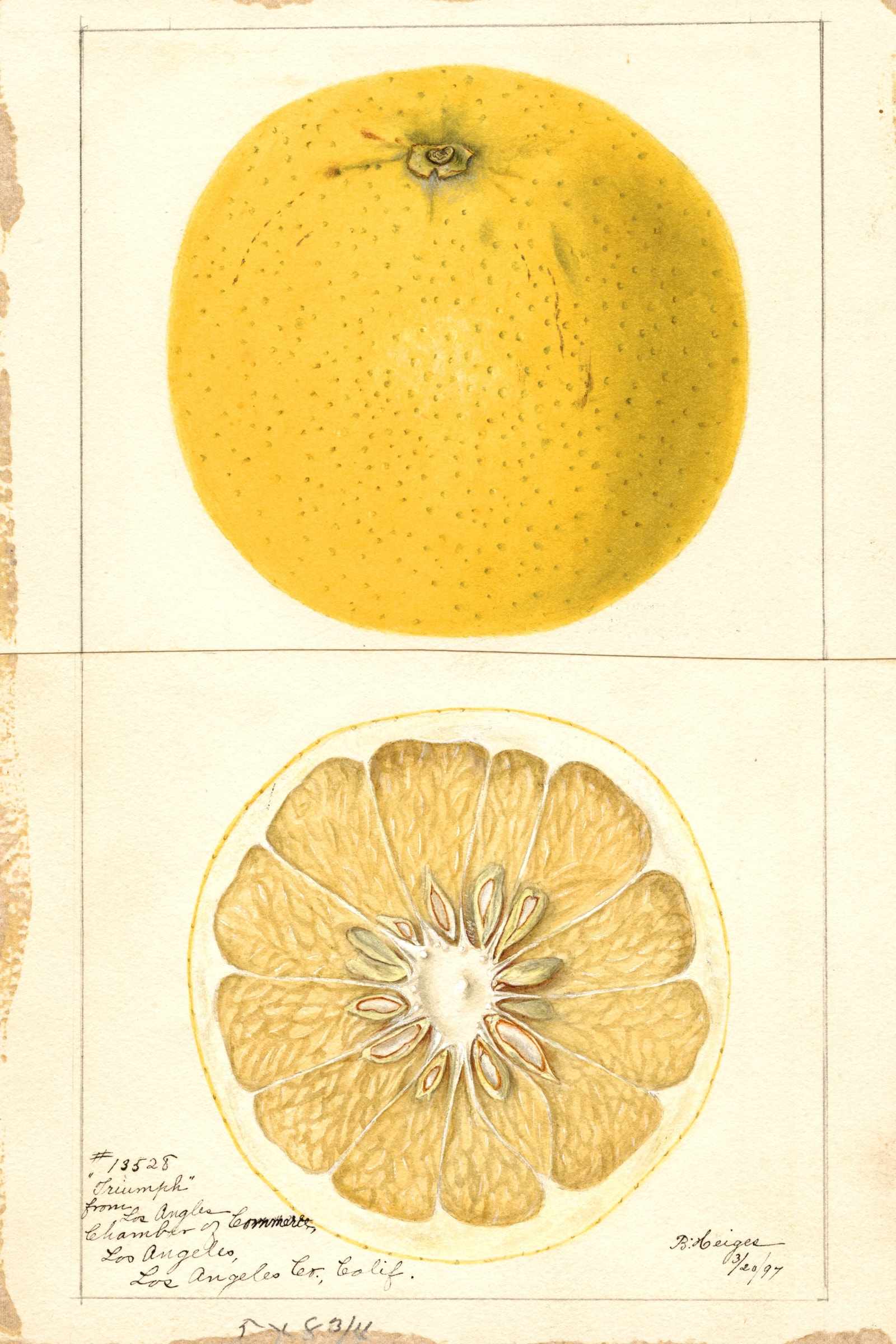Triumph Grapefruit