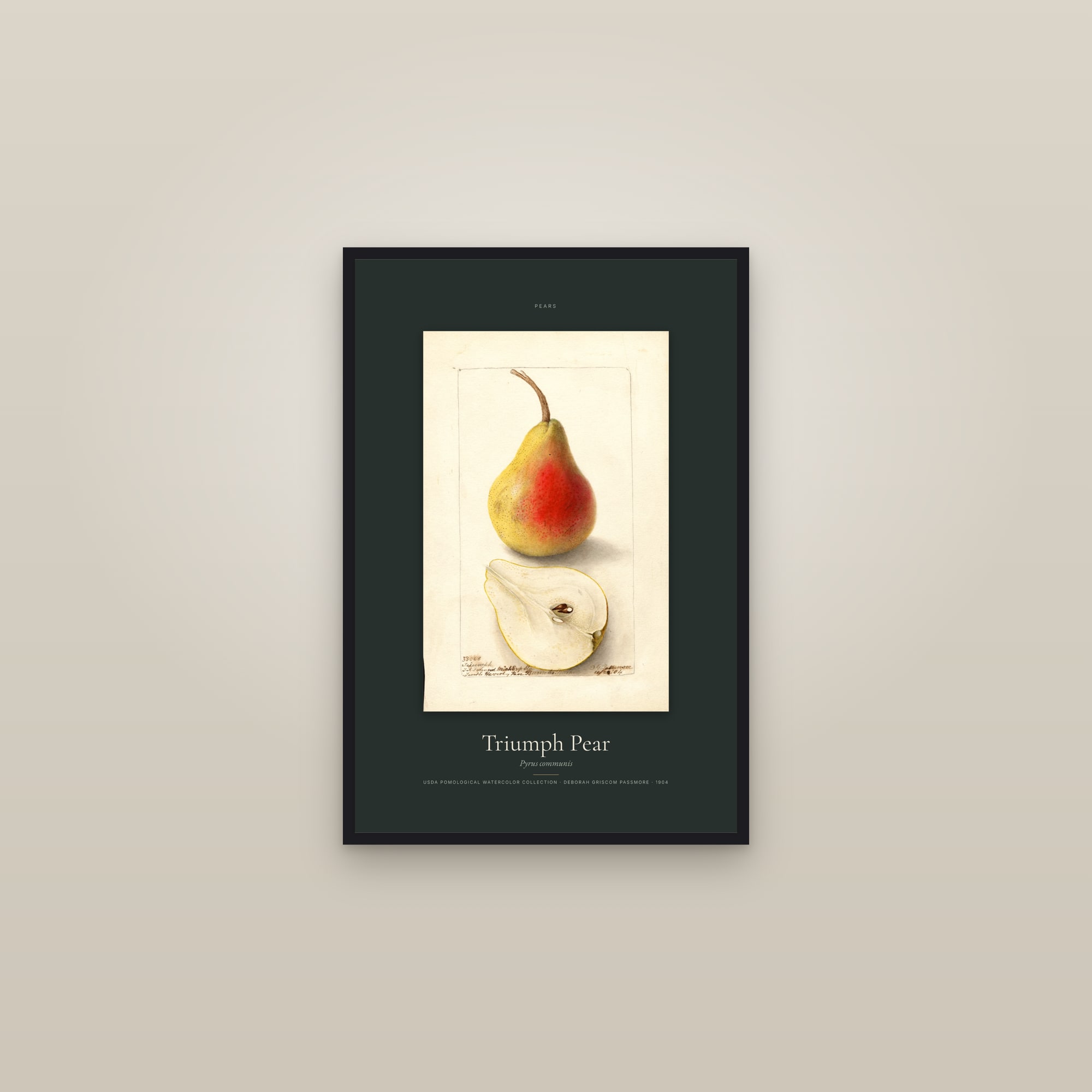Triumph Pear — Specimen — framed in a gallery setting