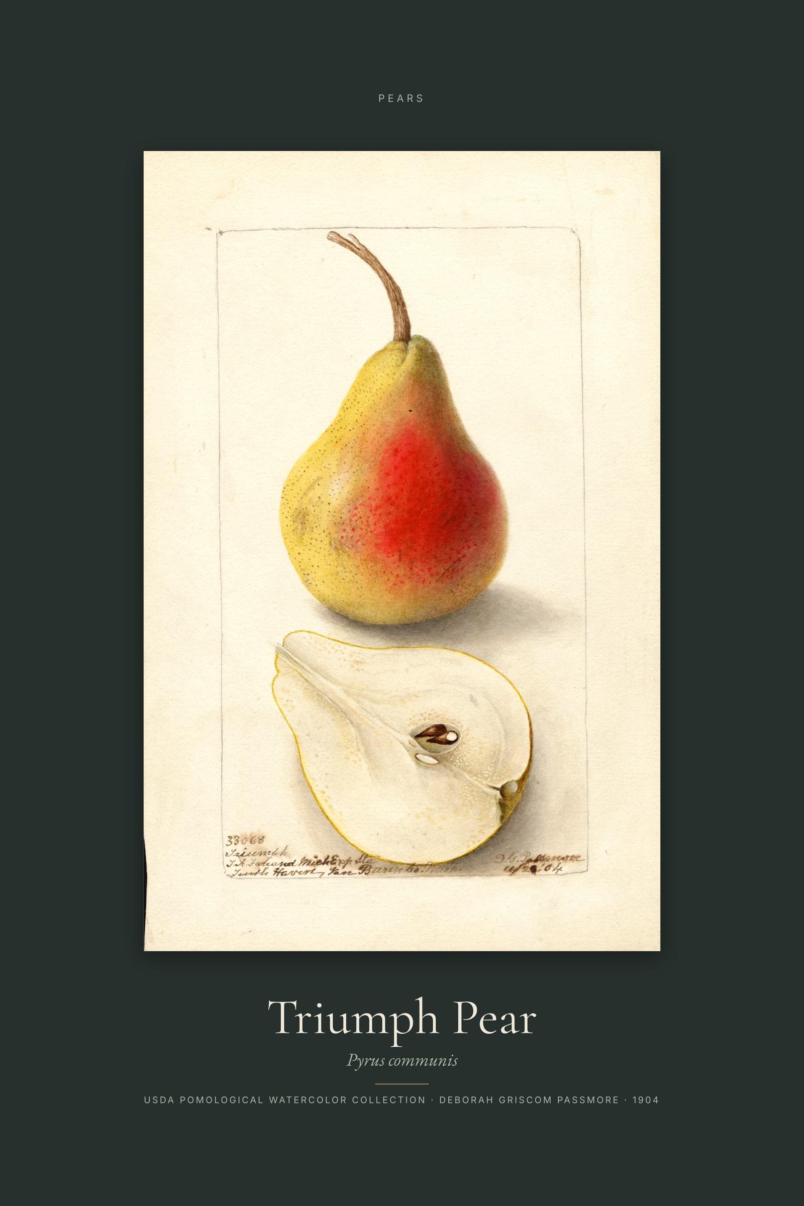Triumph Pear — Specimen
