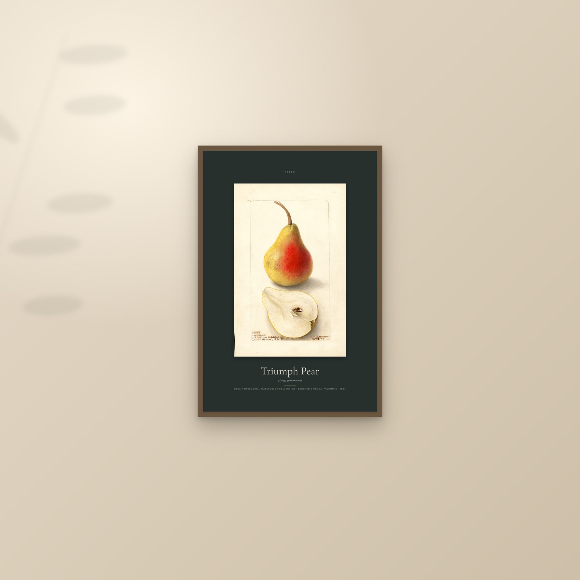 Triumph Pear — Specimen — framed and styled on a sunlit wall
