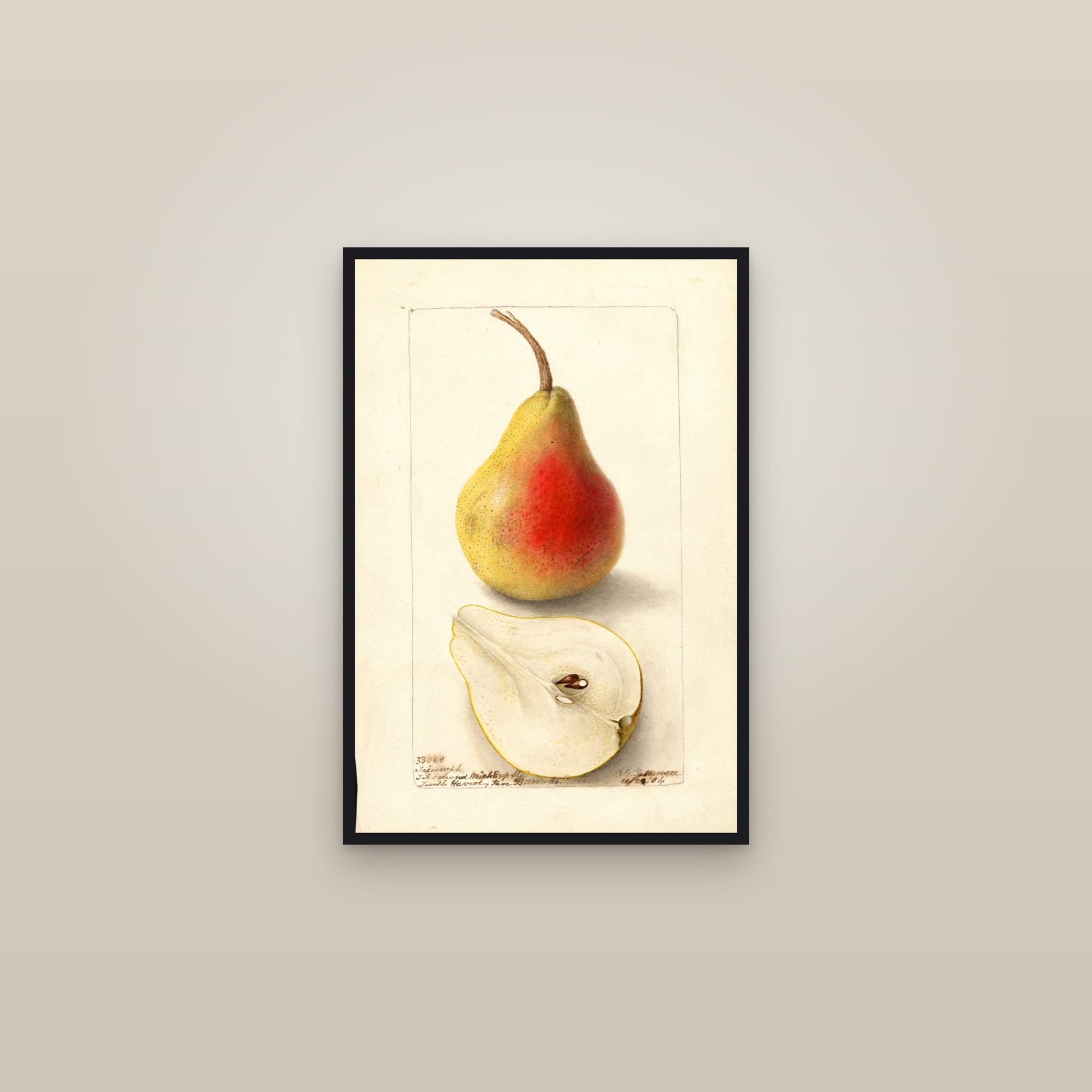 Triumph Pear — framed in a gallery setting