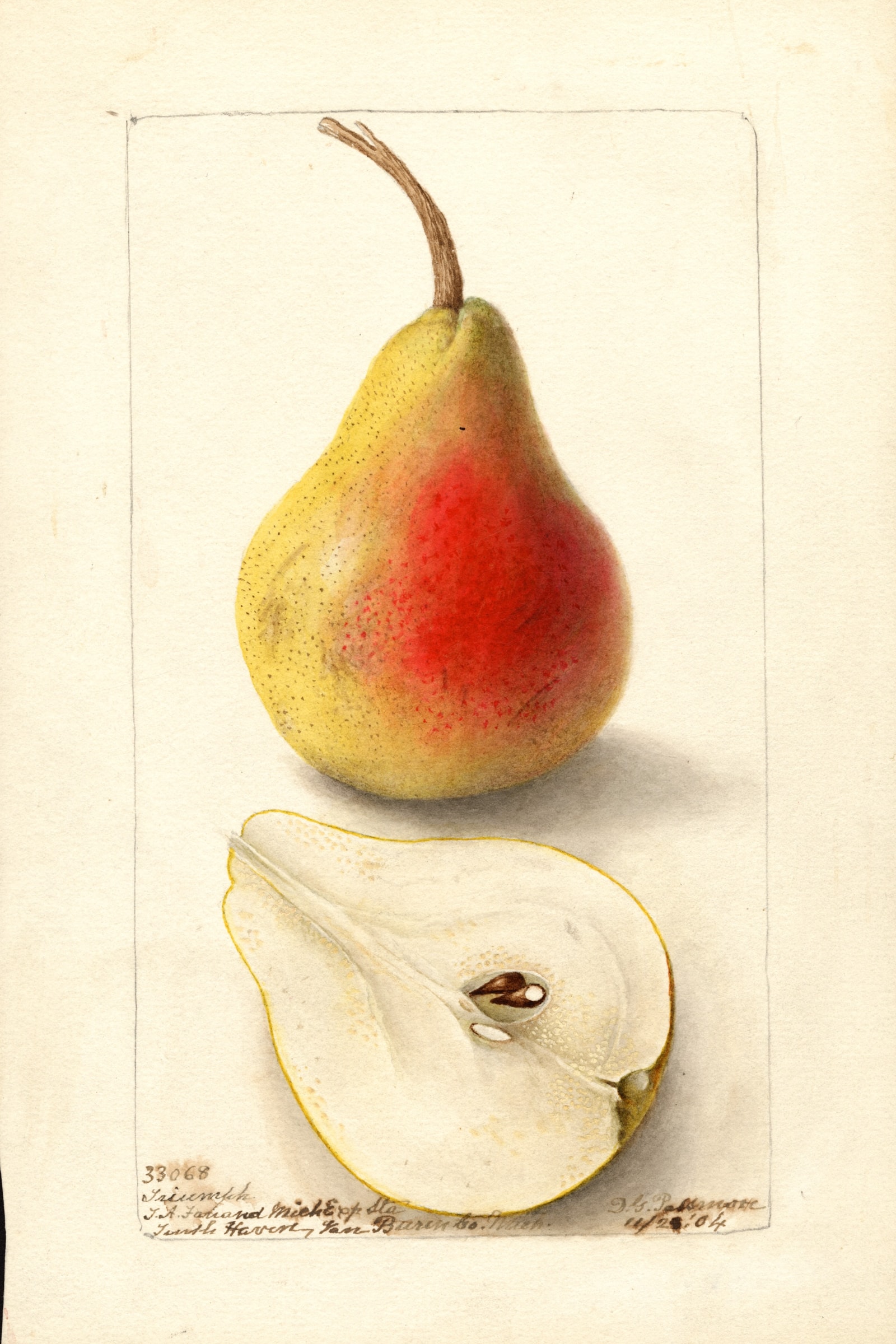 Triumph Pear