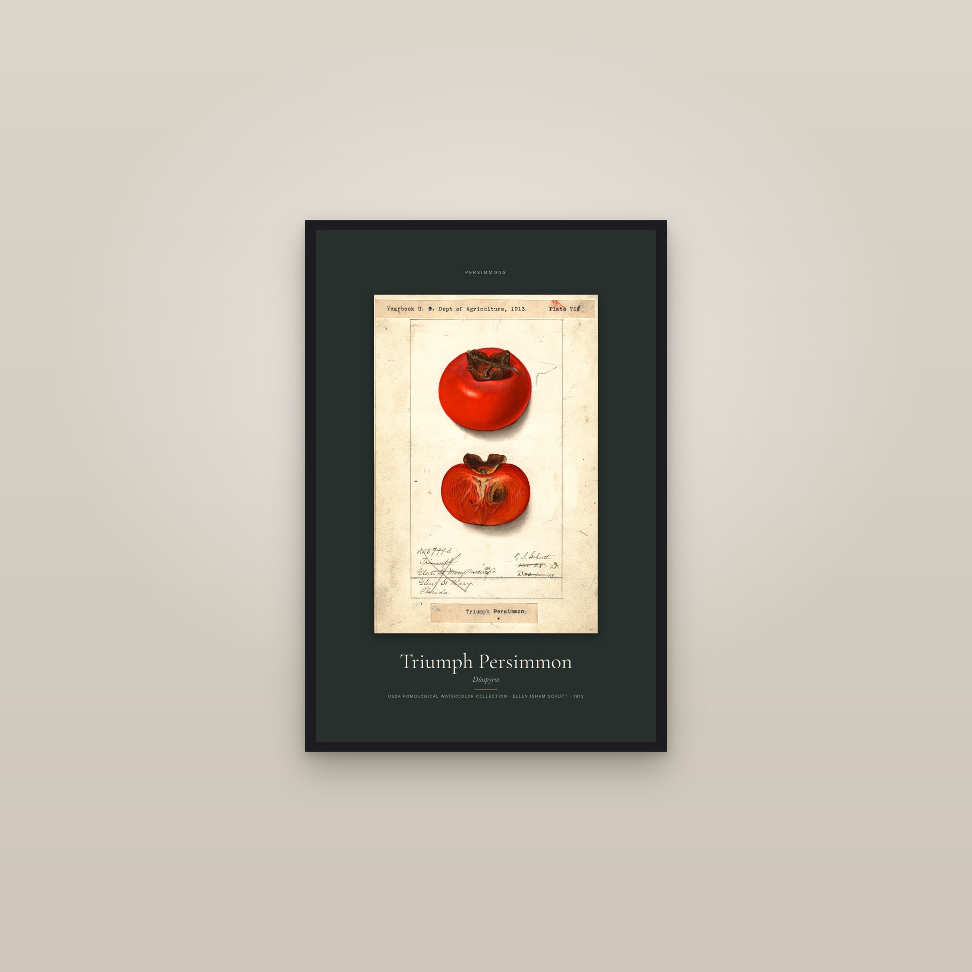 Triumph Persimmon — Specimen — framed in a gallery setting
