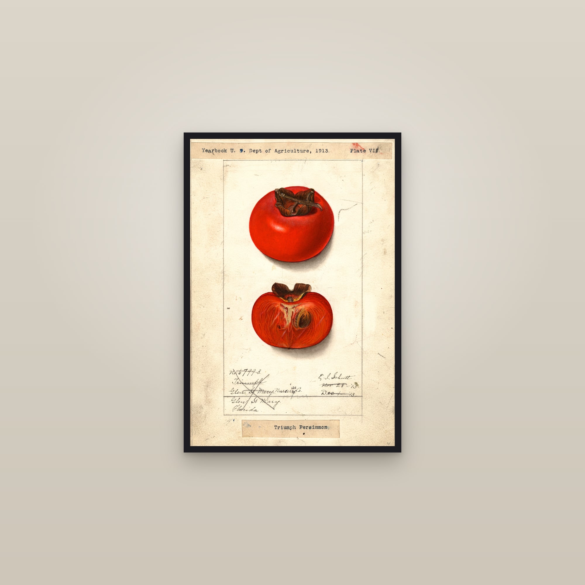 Triumph Persimmon — framed in a gallery setting