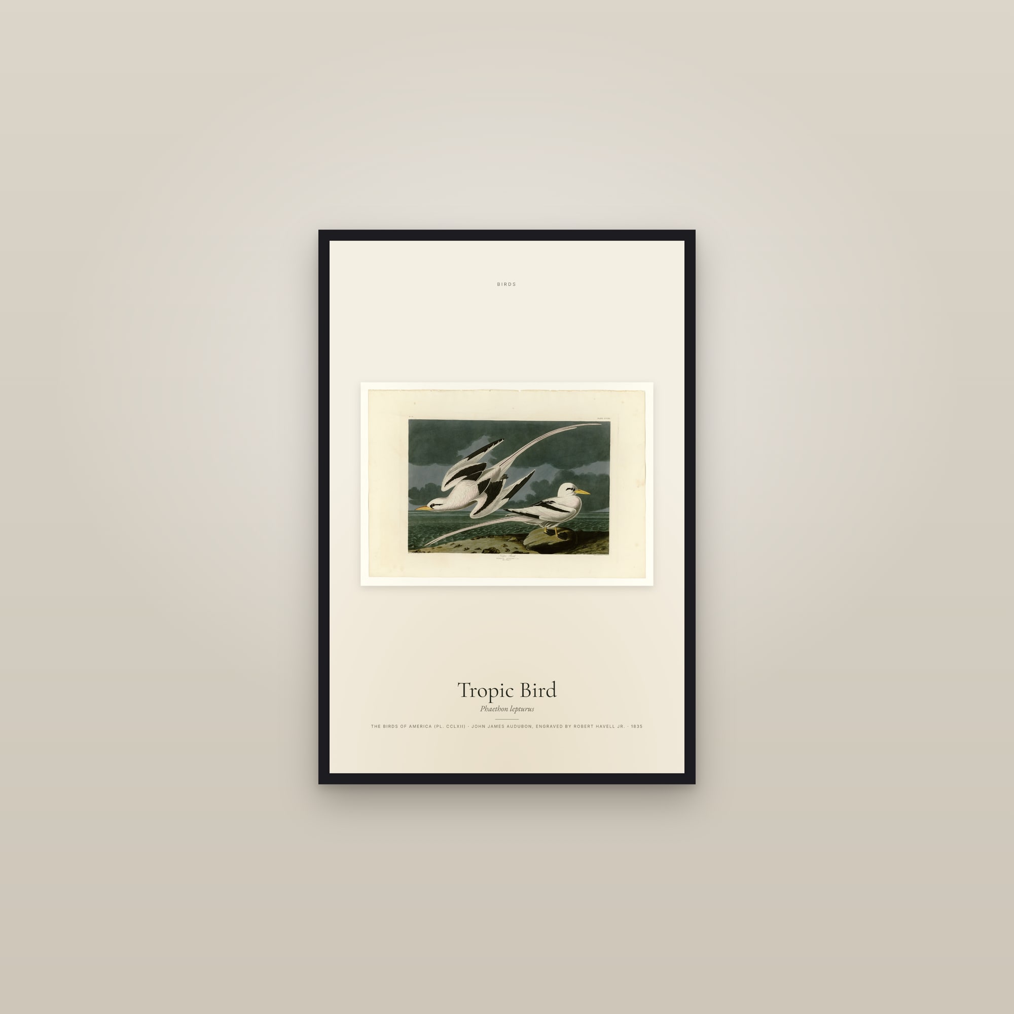 Tropic Bird — framed in a gallery setting