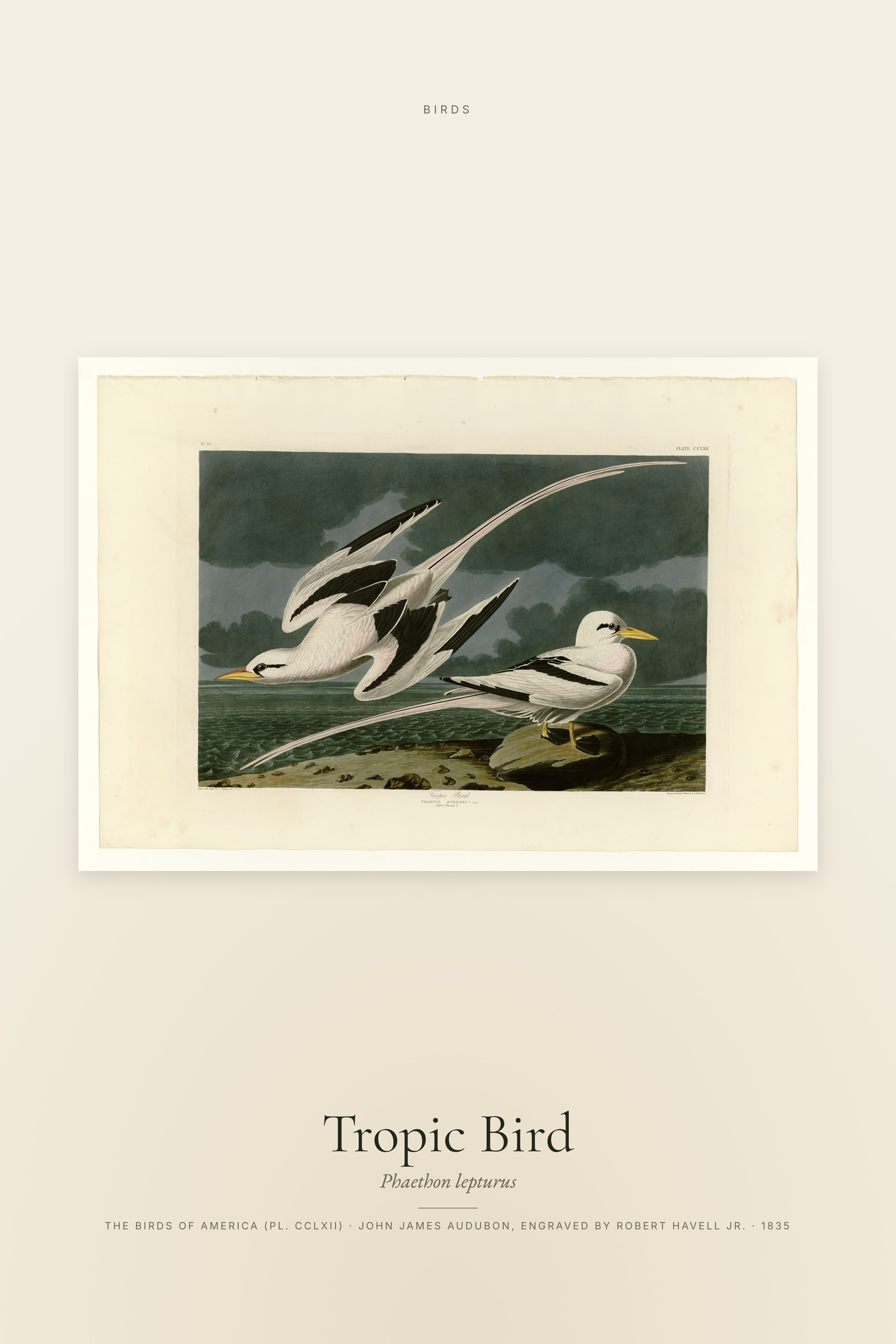Tropic Bird