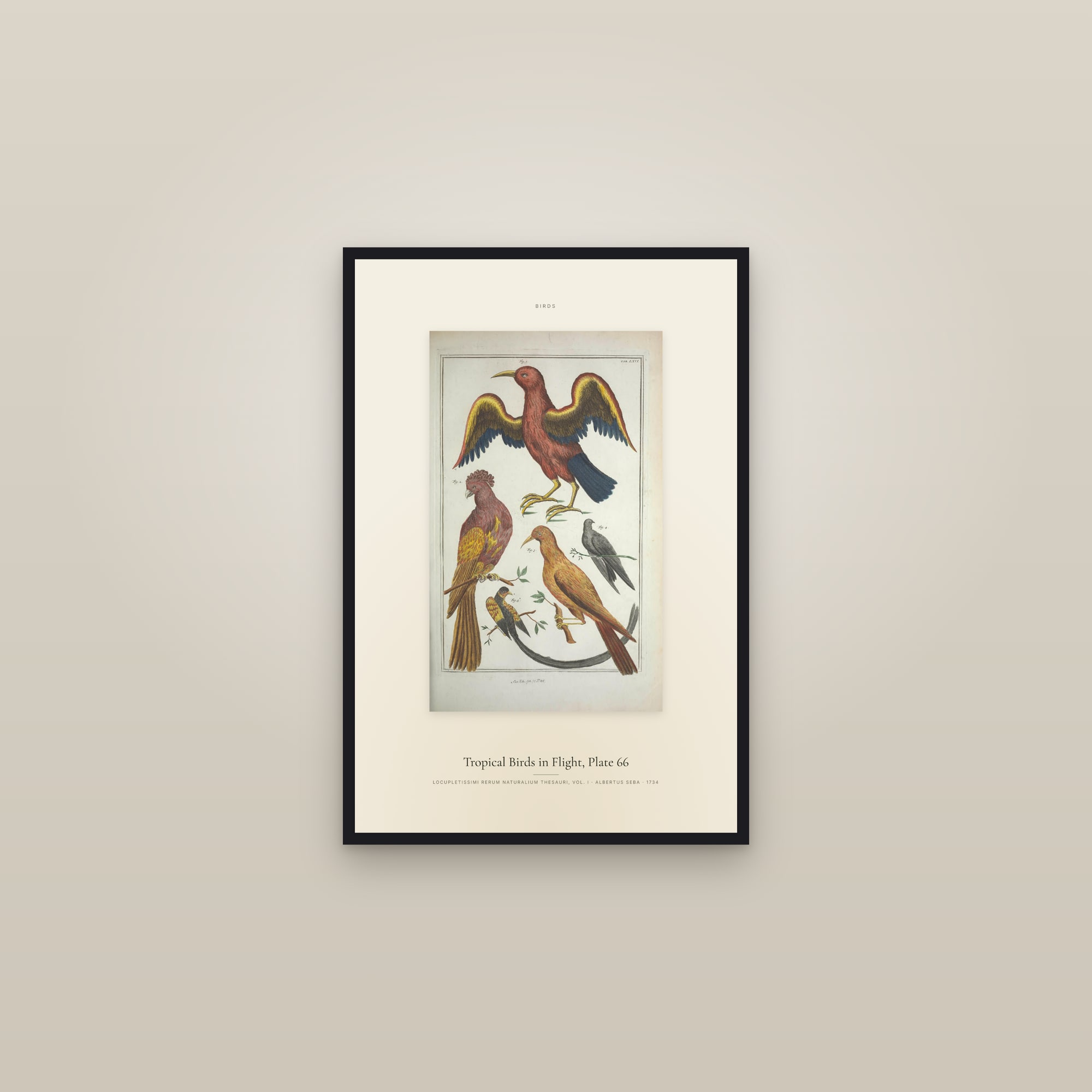 Tropical Birds in Flight, Plate 66 — Specimen