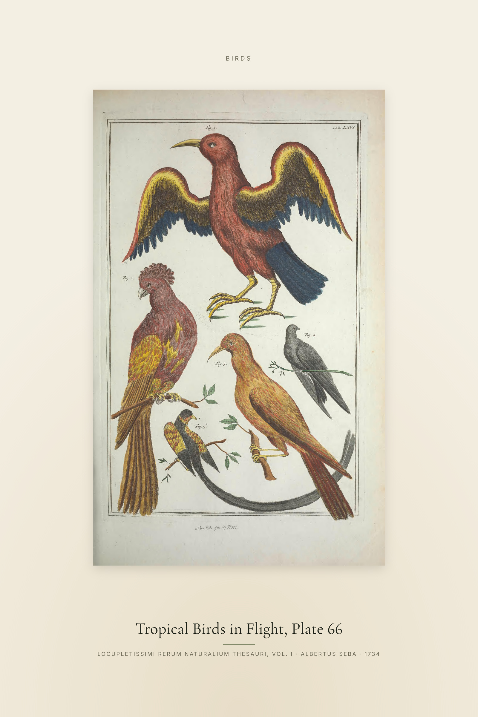 Tropical Birds in Flight, Plate 66 — Specimen