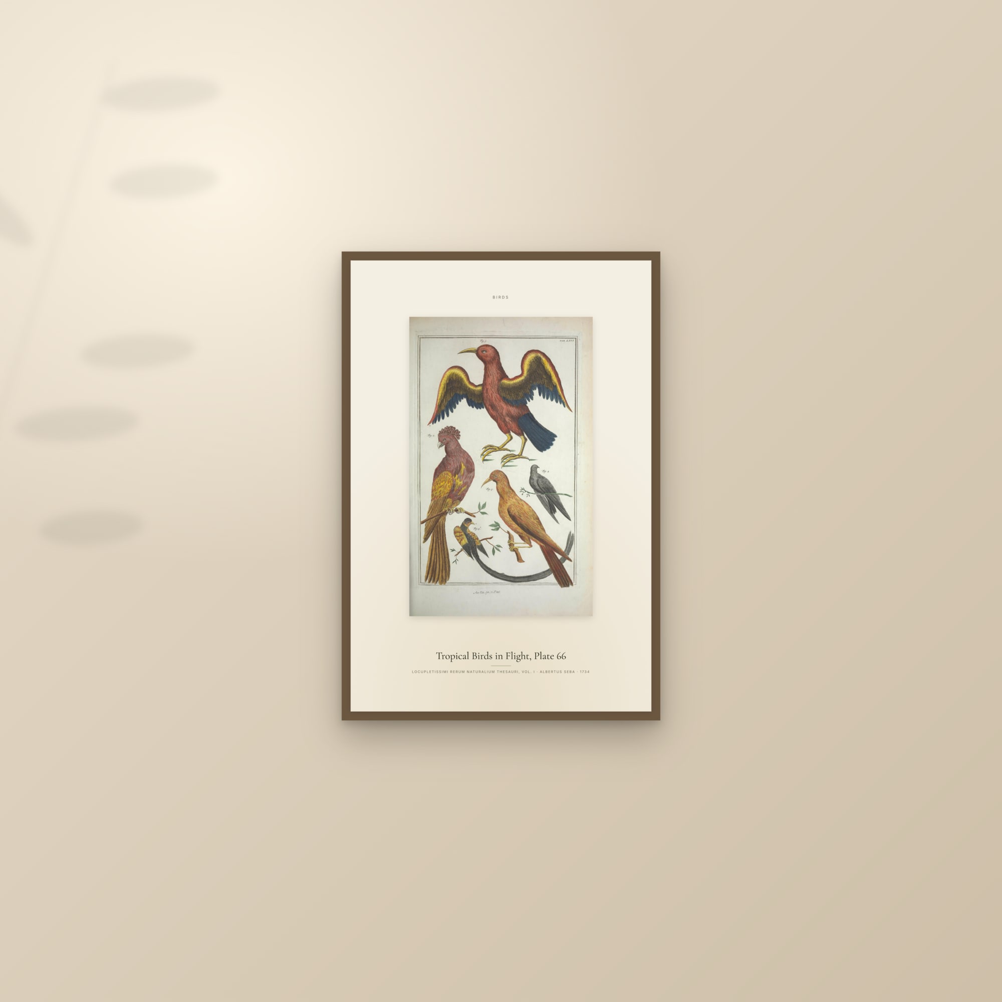 Tropical Birds in Flight, Plate 66 — Specimen — framed and styled on a sunlit wall