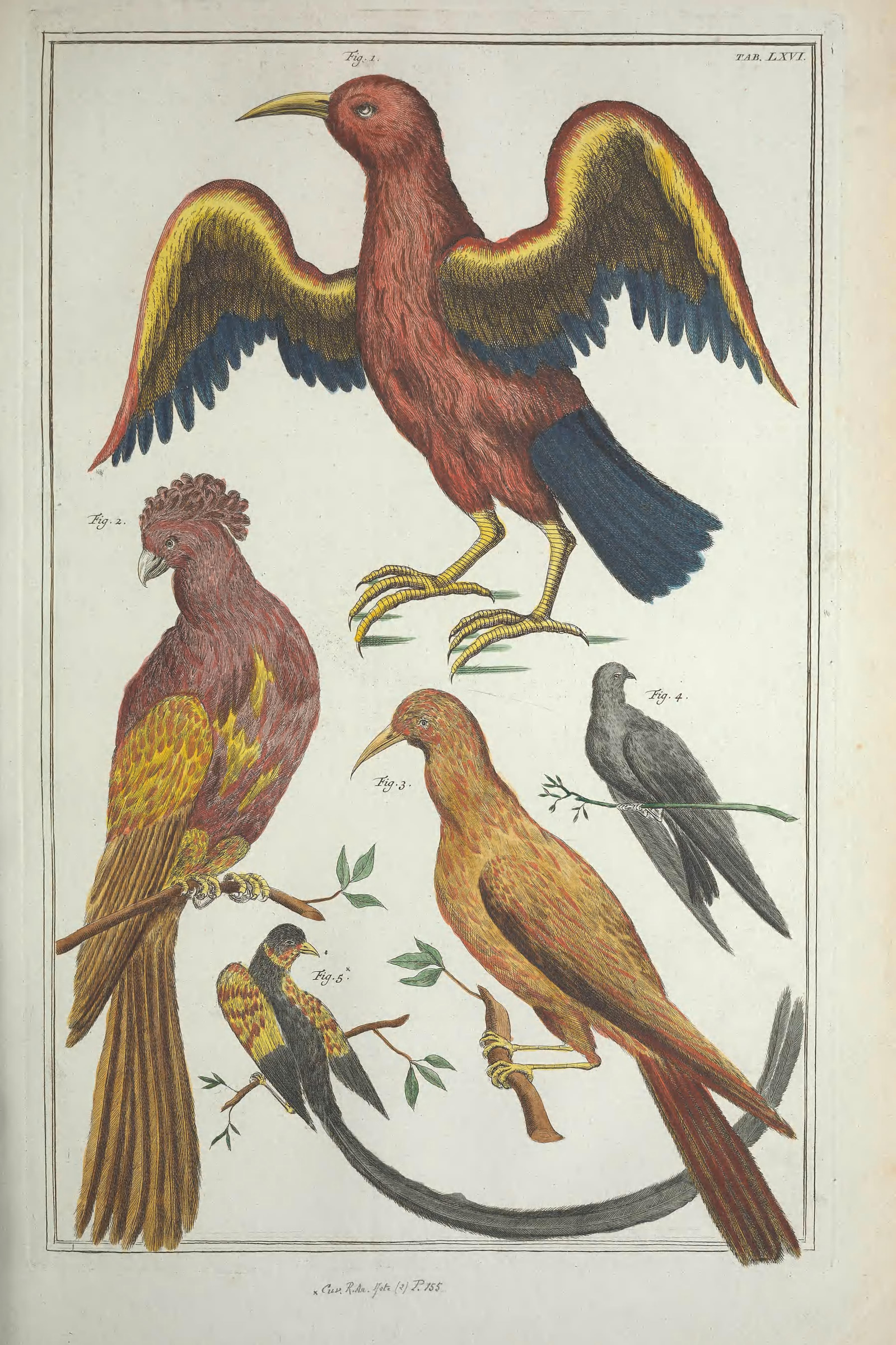 Tropical Birds in Flight, Plate 66