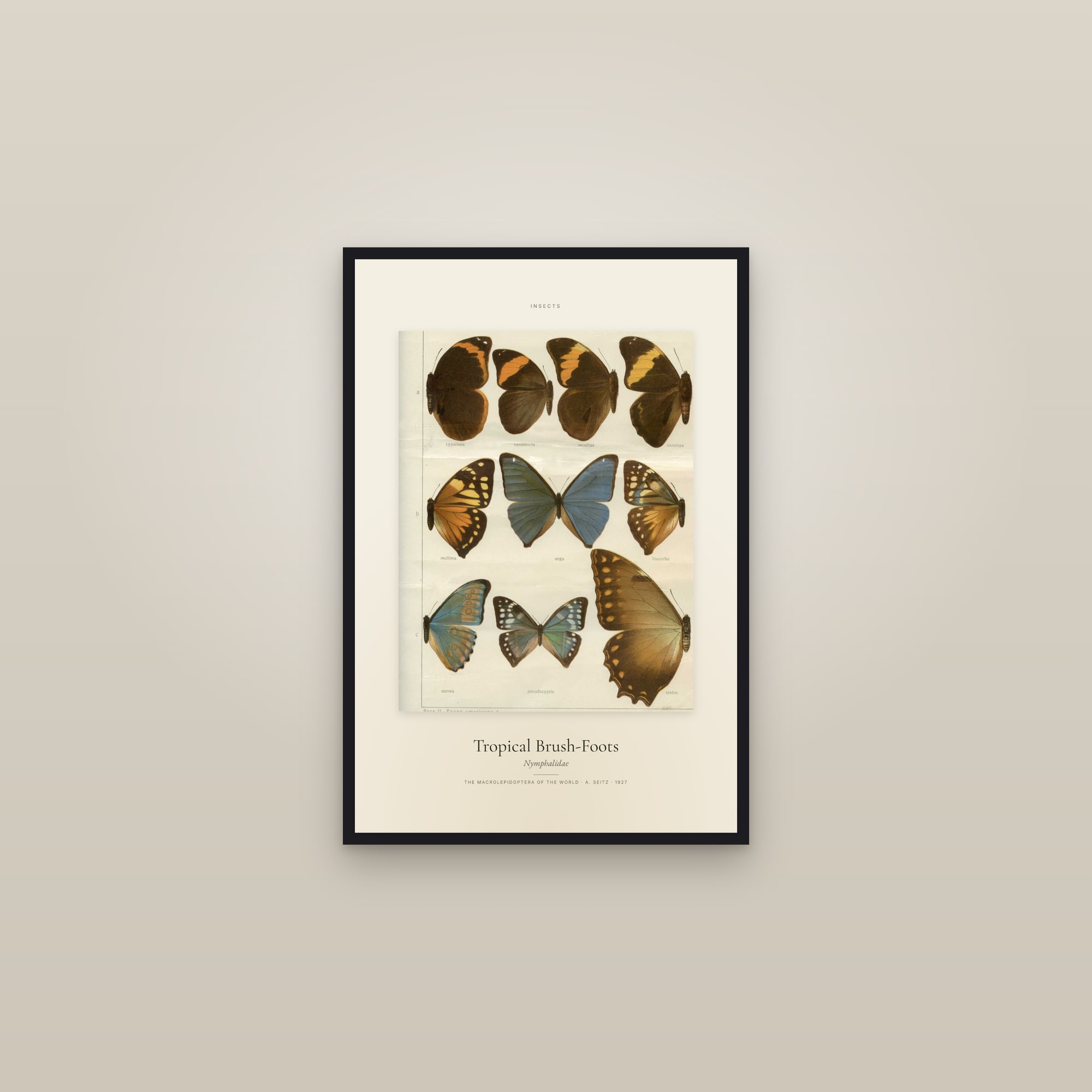 Tropical Brush-Foots — Specimen — framed in a gallery setting