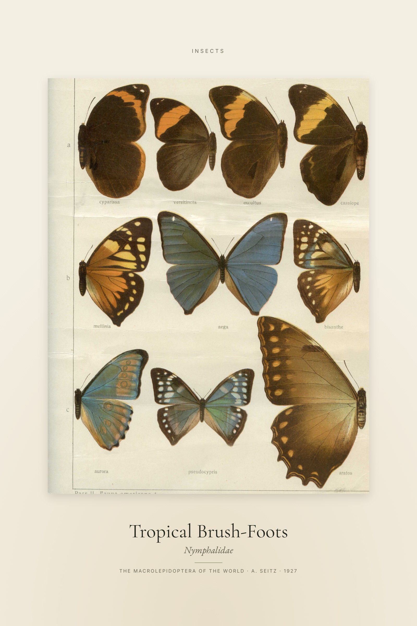 Tropical Brush-Foots — Specimen