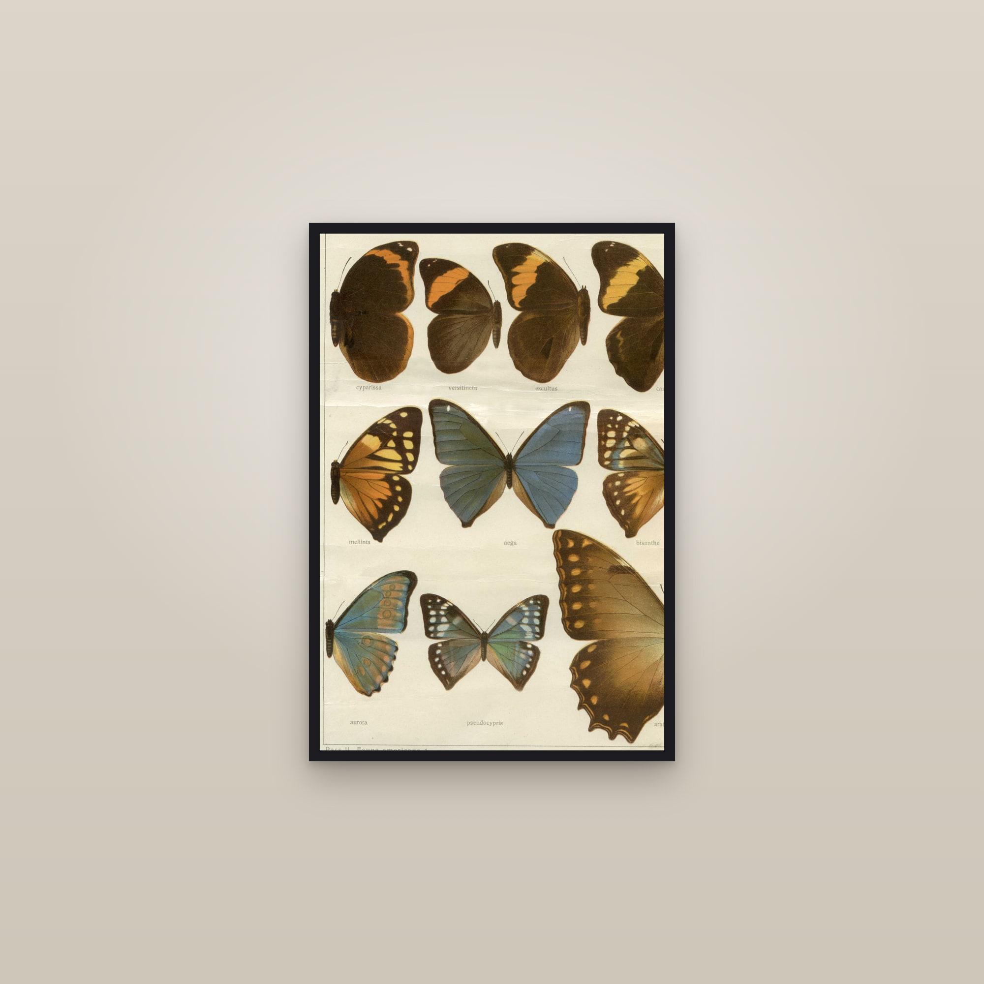 Tropical Brush-Foots — framed in a gallery setting