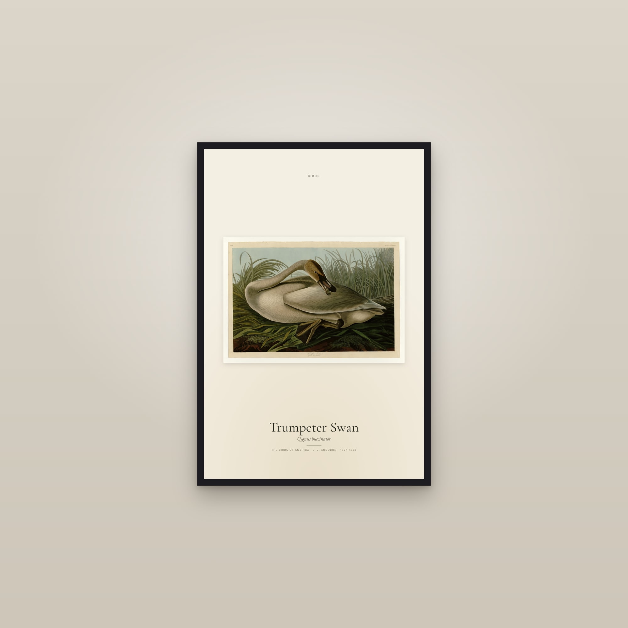 Trumpeter Swan — framed in a gallery setting