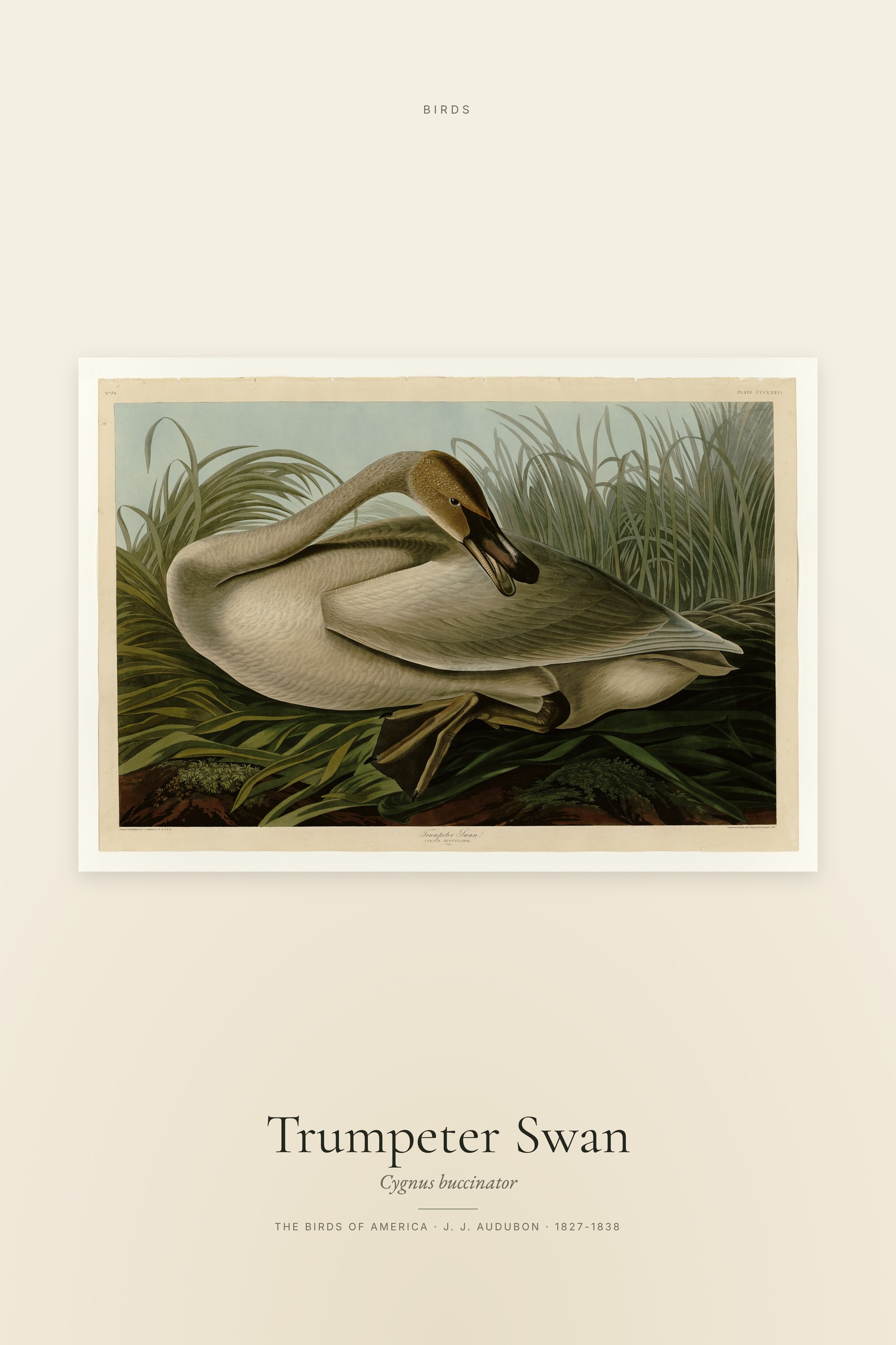 Trumpeter Swan