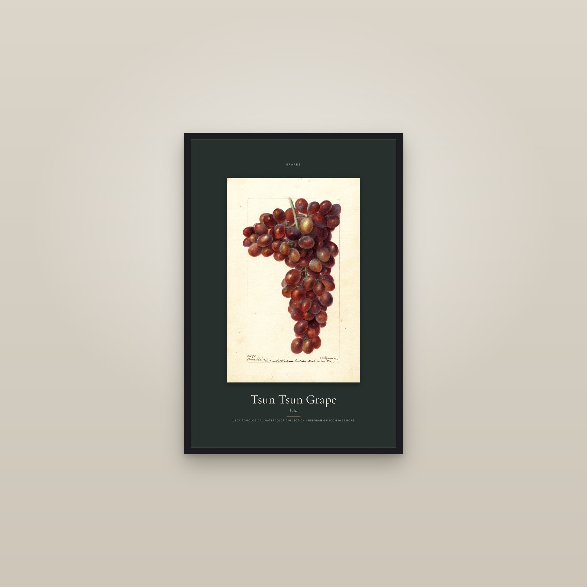 Tsun Tsun Grape — Specimen — framed in a gallery setting