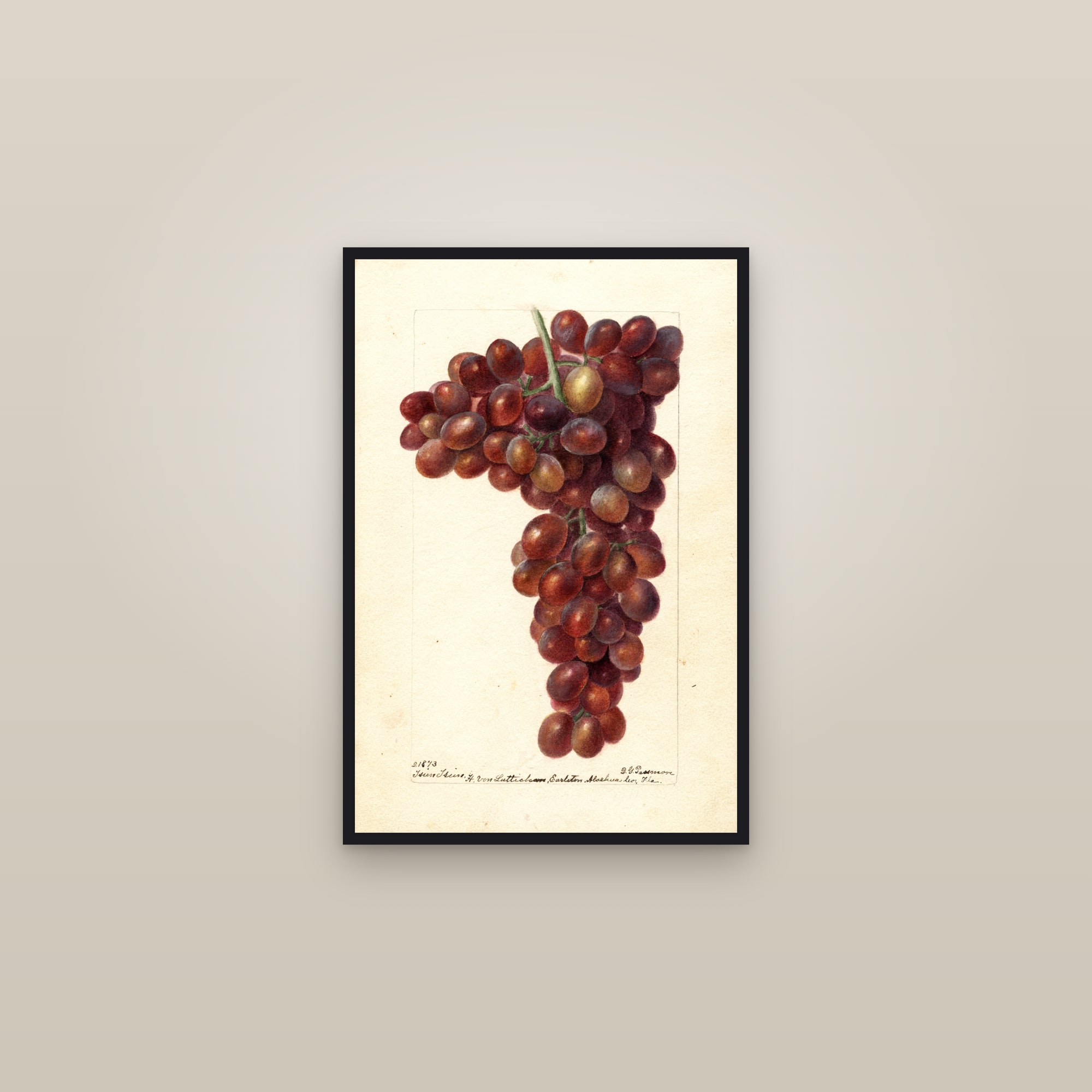 Tsun Tsun Grape — framed in a gallery setting