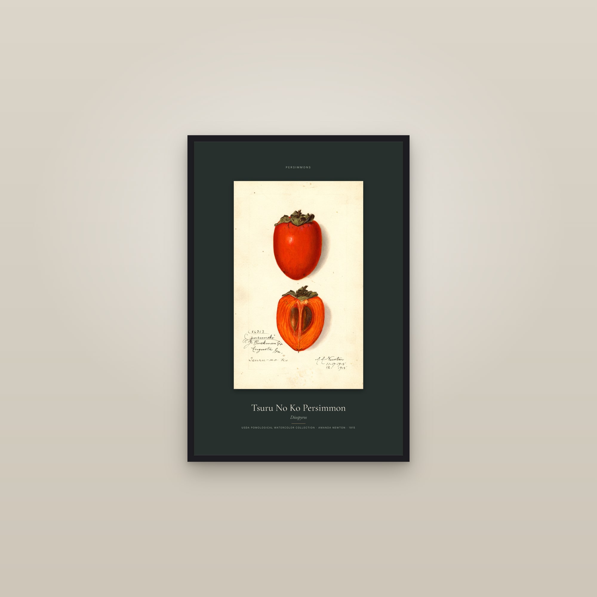 Tsuru No Ko Persimmon — Specimen — framed in a gallery setting