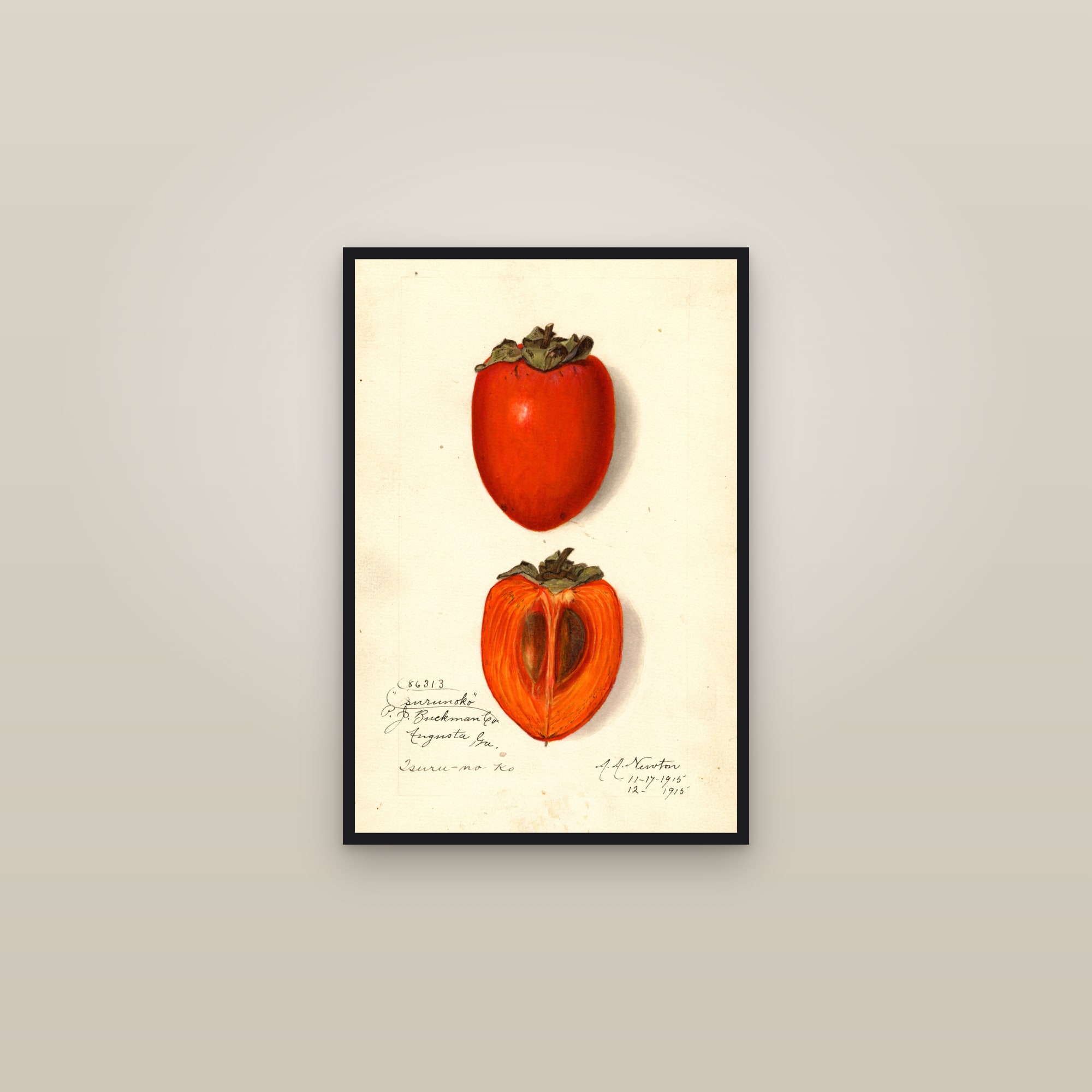 Tsuru No Ko Persimmon — framed in a gallery setting