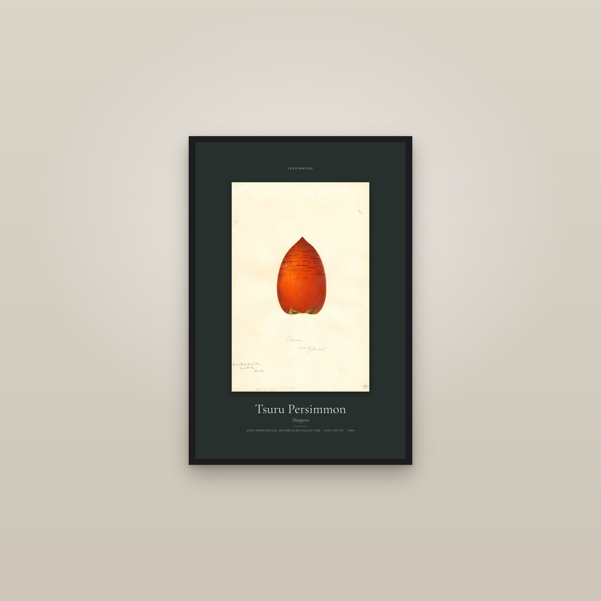 Tsuru Persimmon — Specimen — framed in a gallery setting