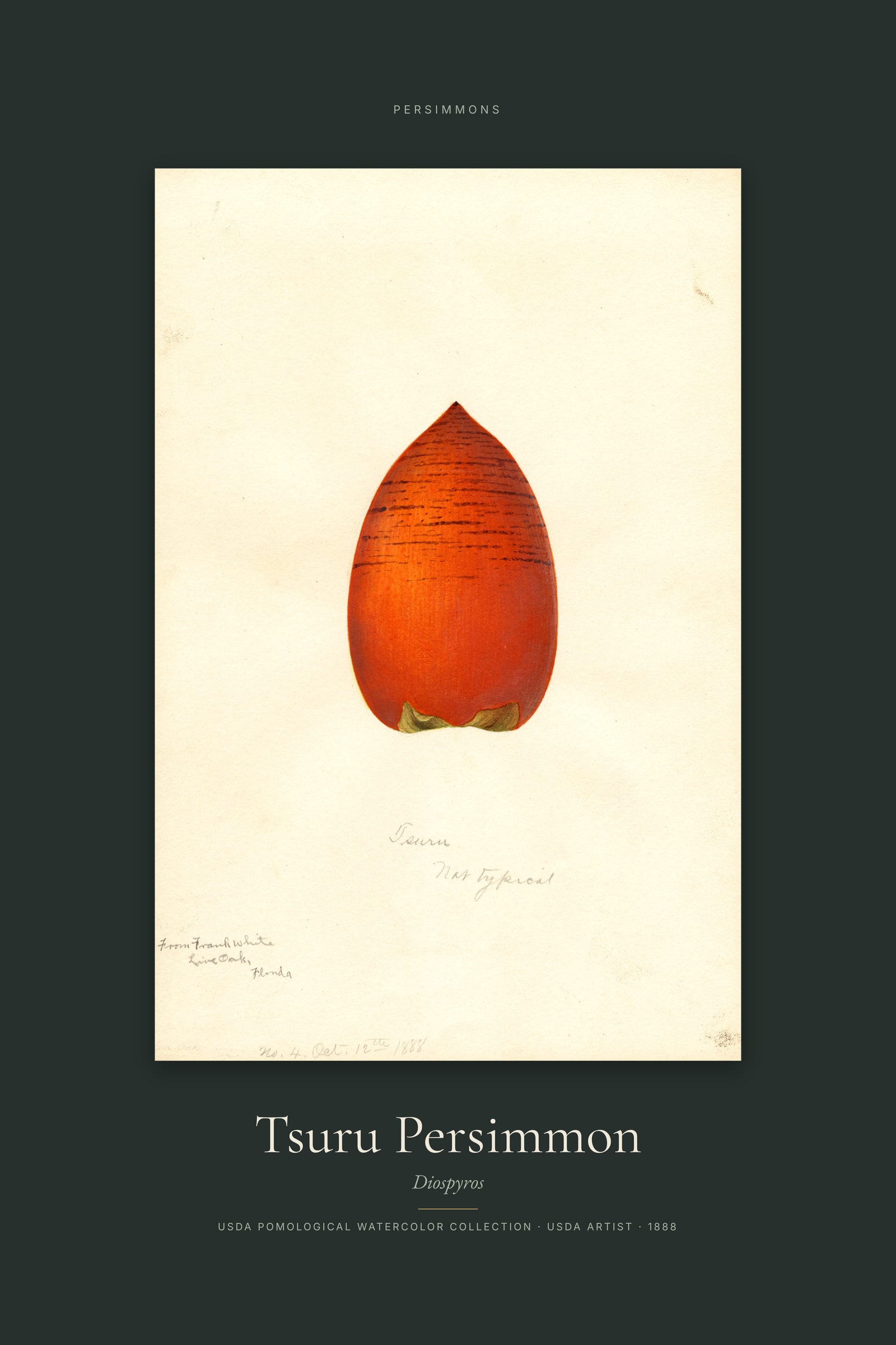 Tsuru Persimmon — Specimen