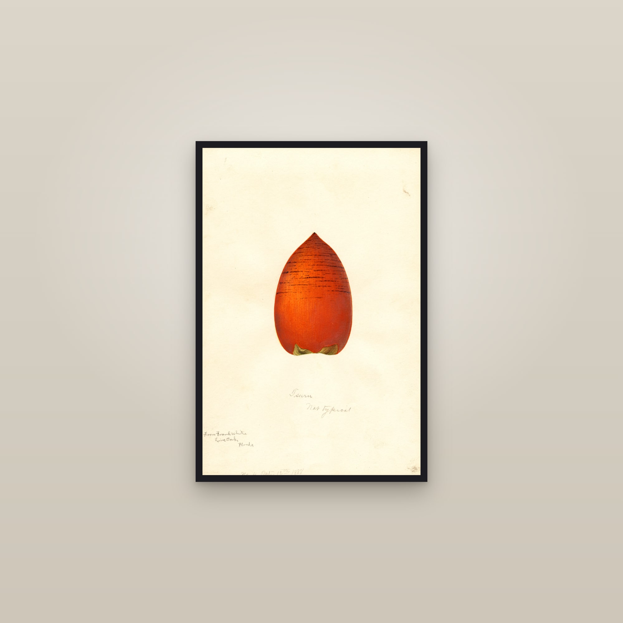 Tsuru Persimmon — framed in a gallery setting