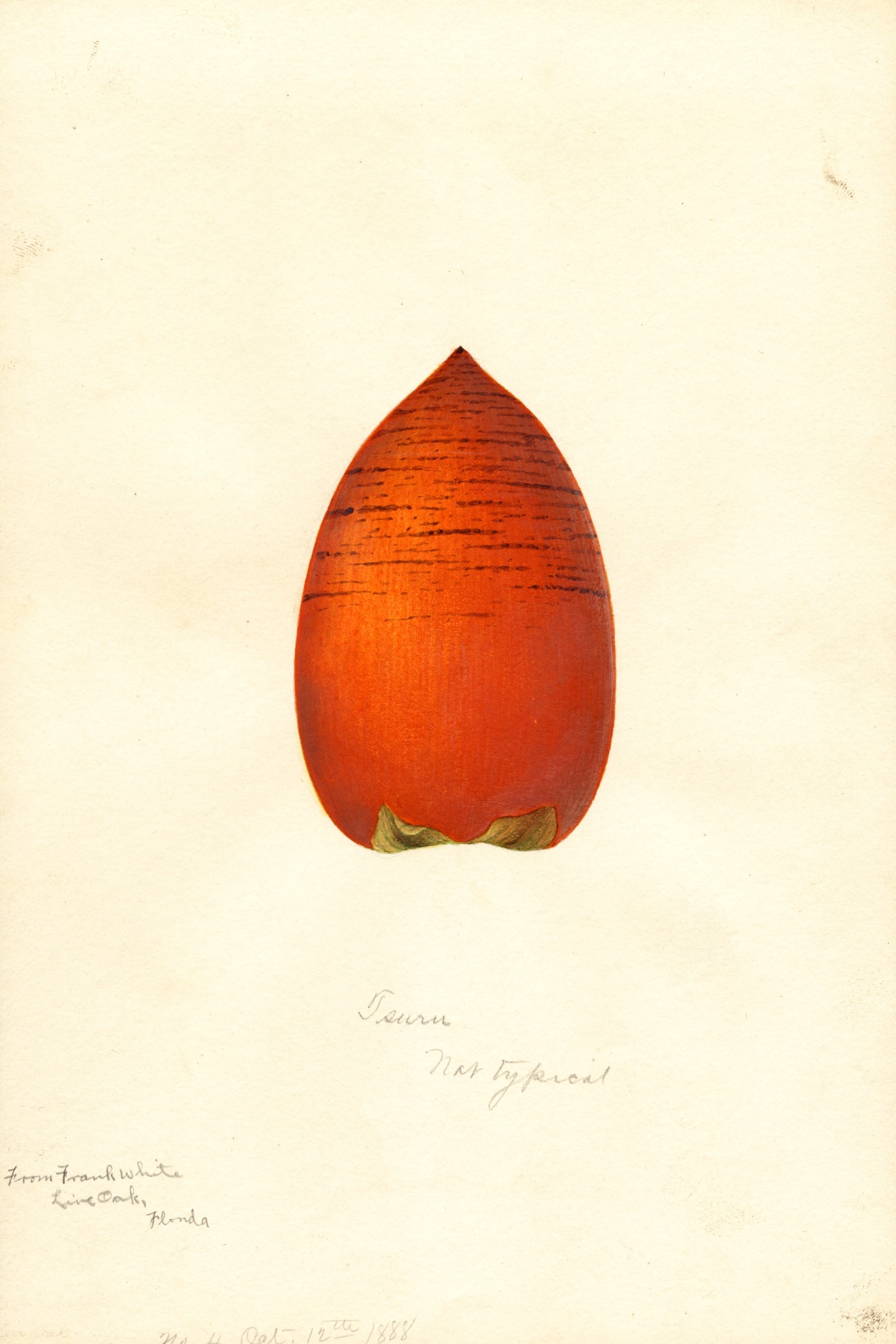 Tsuru Persimmon