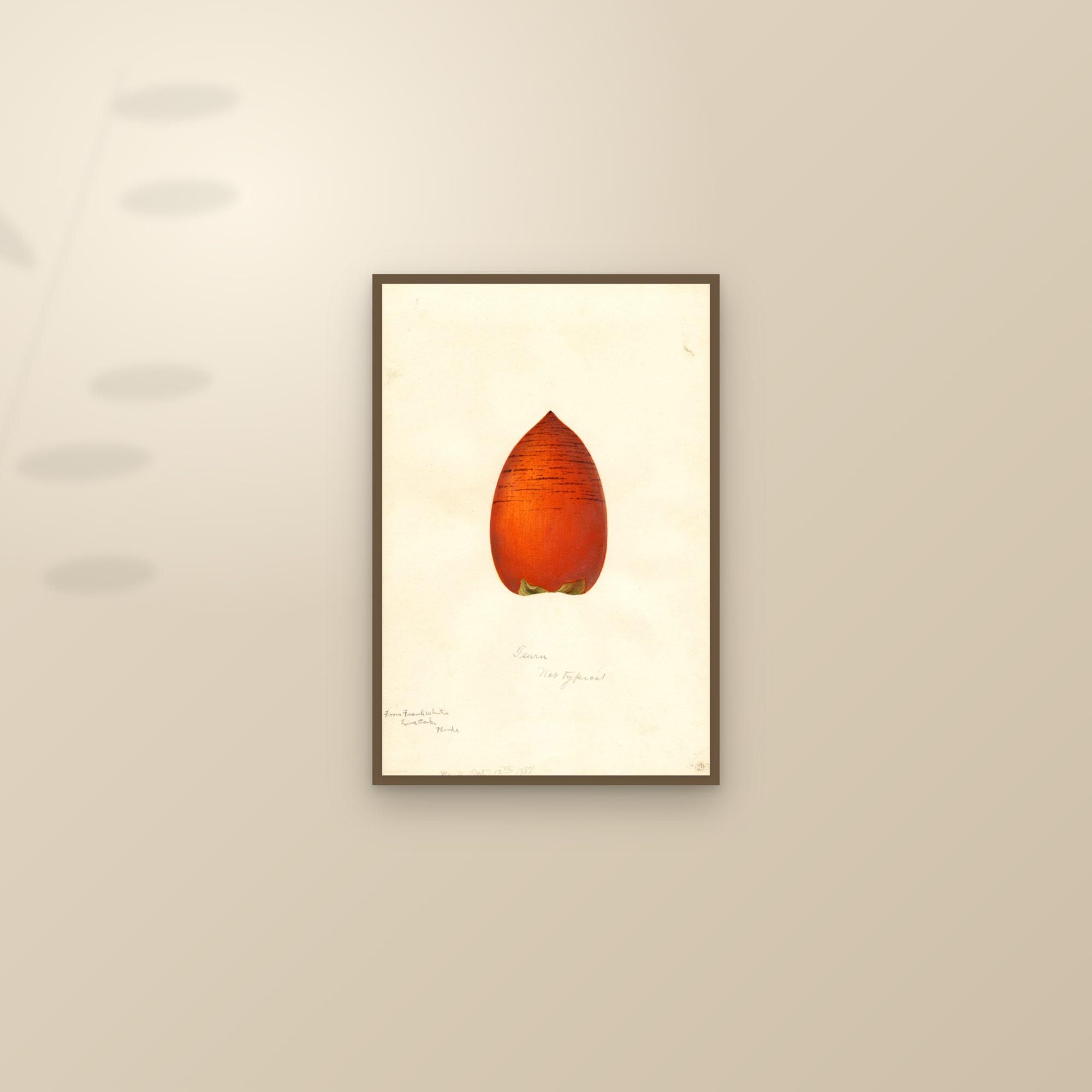 Tsuru Persimmon — framed and styled on a sunlit wall
