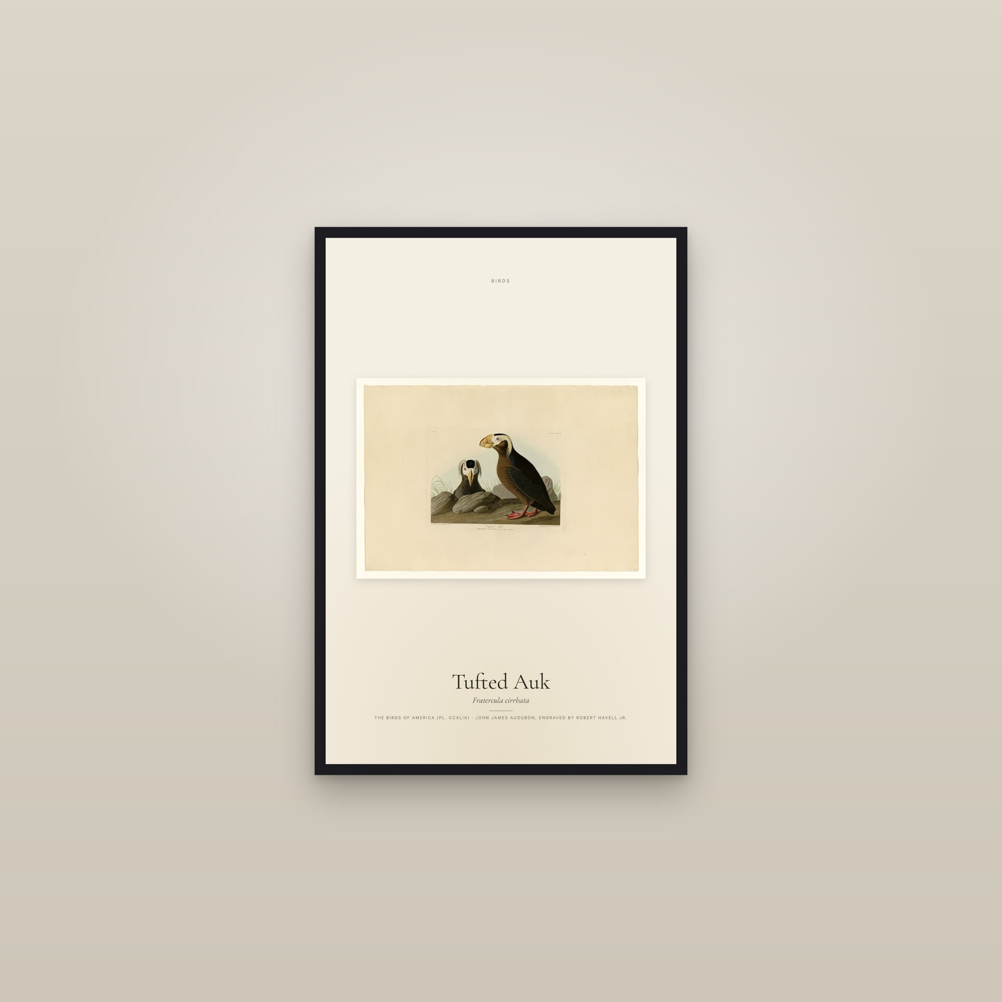 Tufted Auk — framed in a gallery setting