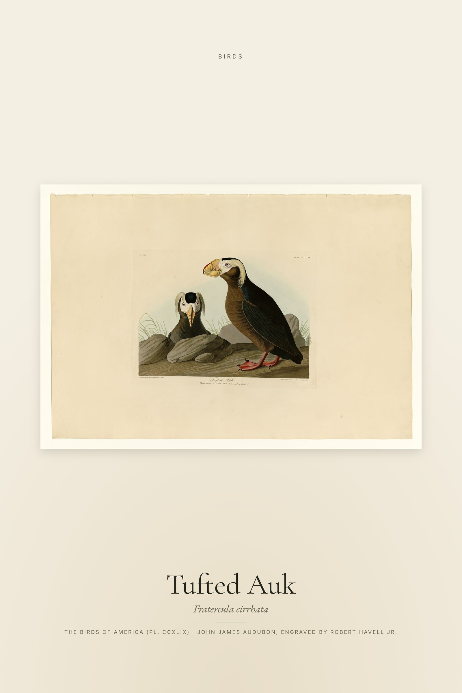 Tufted Auk
