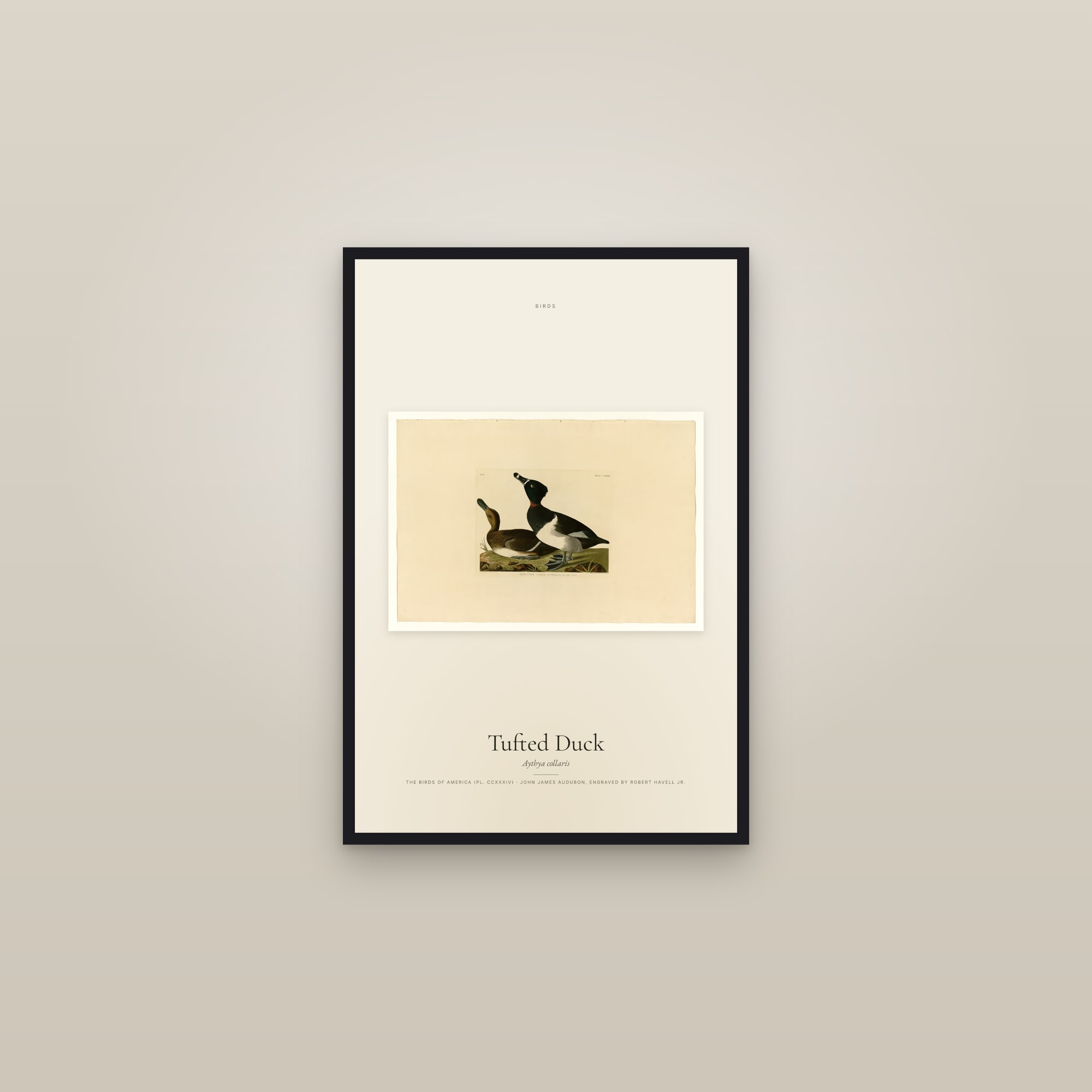 Tufted Duck — framed in a gallery setting