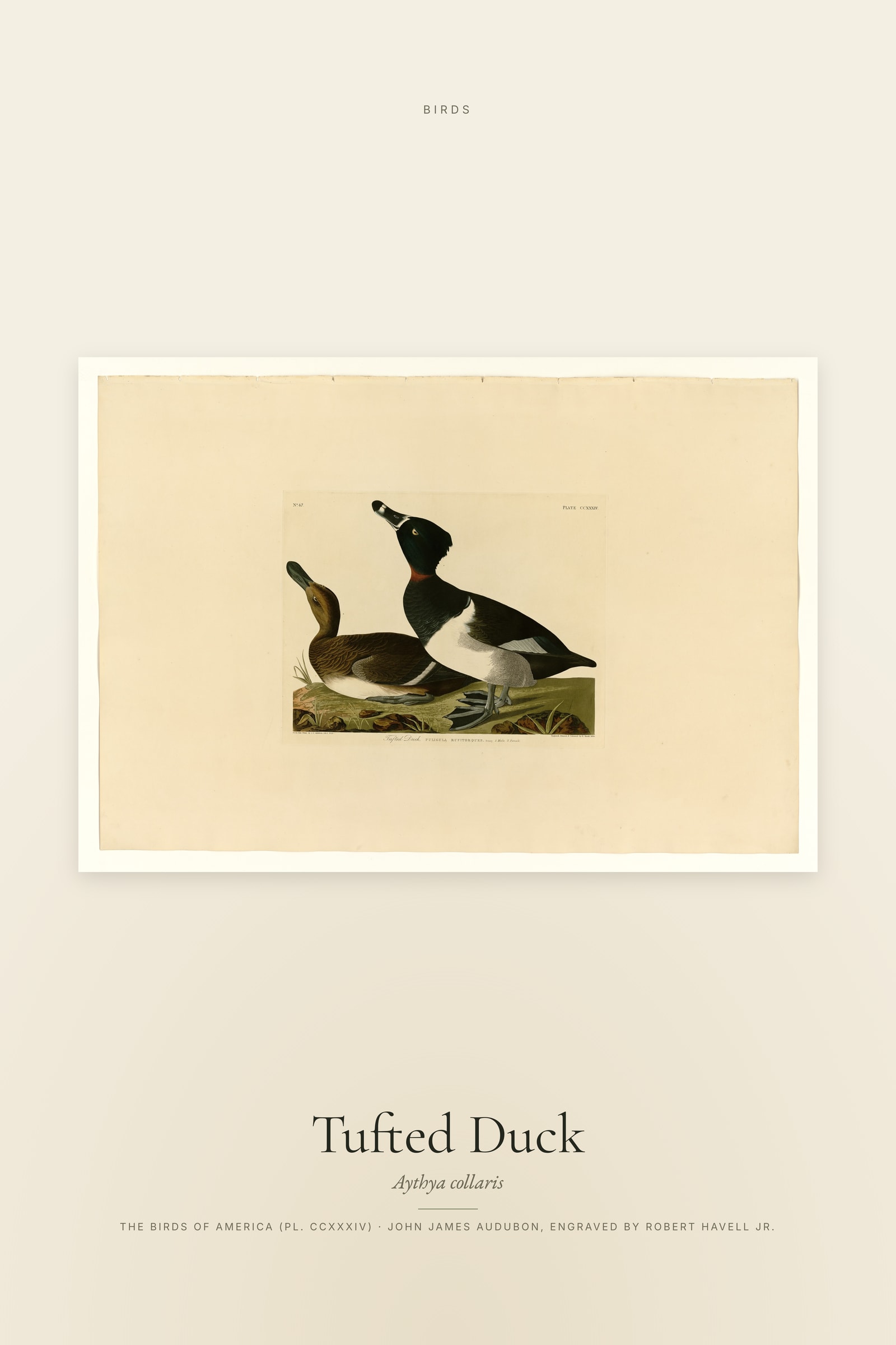 Tufted Duck