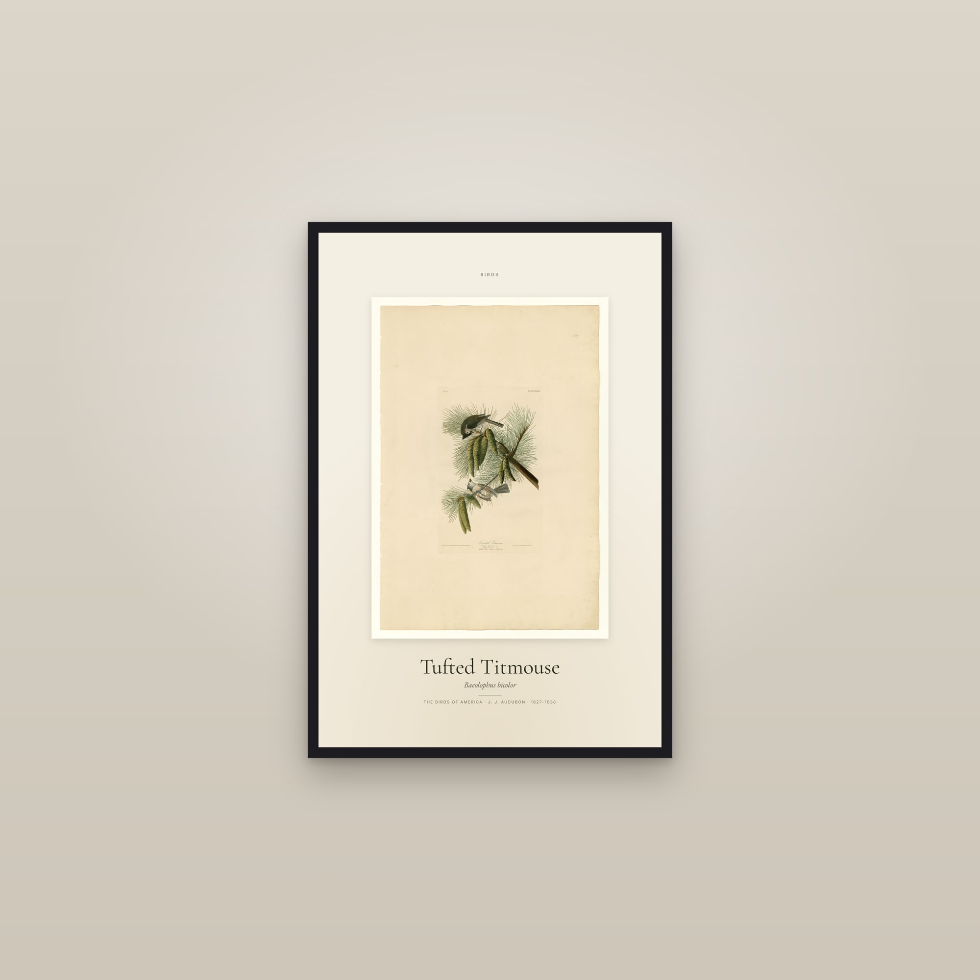 Tufted Titmouse — Specimen — framed in a gallery setting