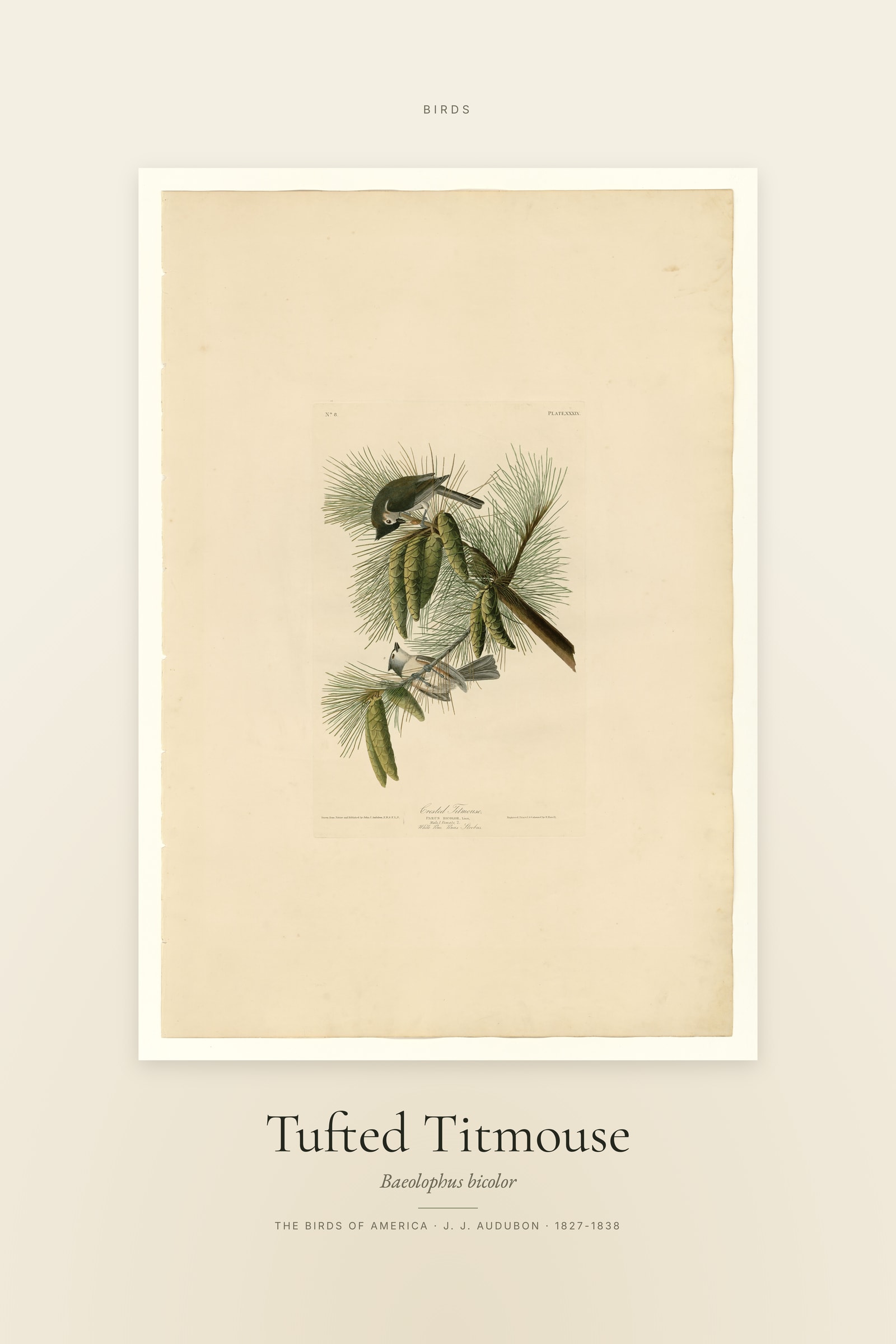 Tufted Titmouse — Specimen