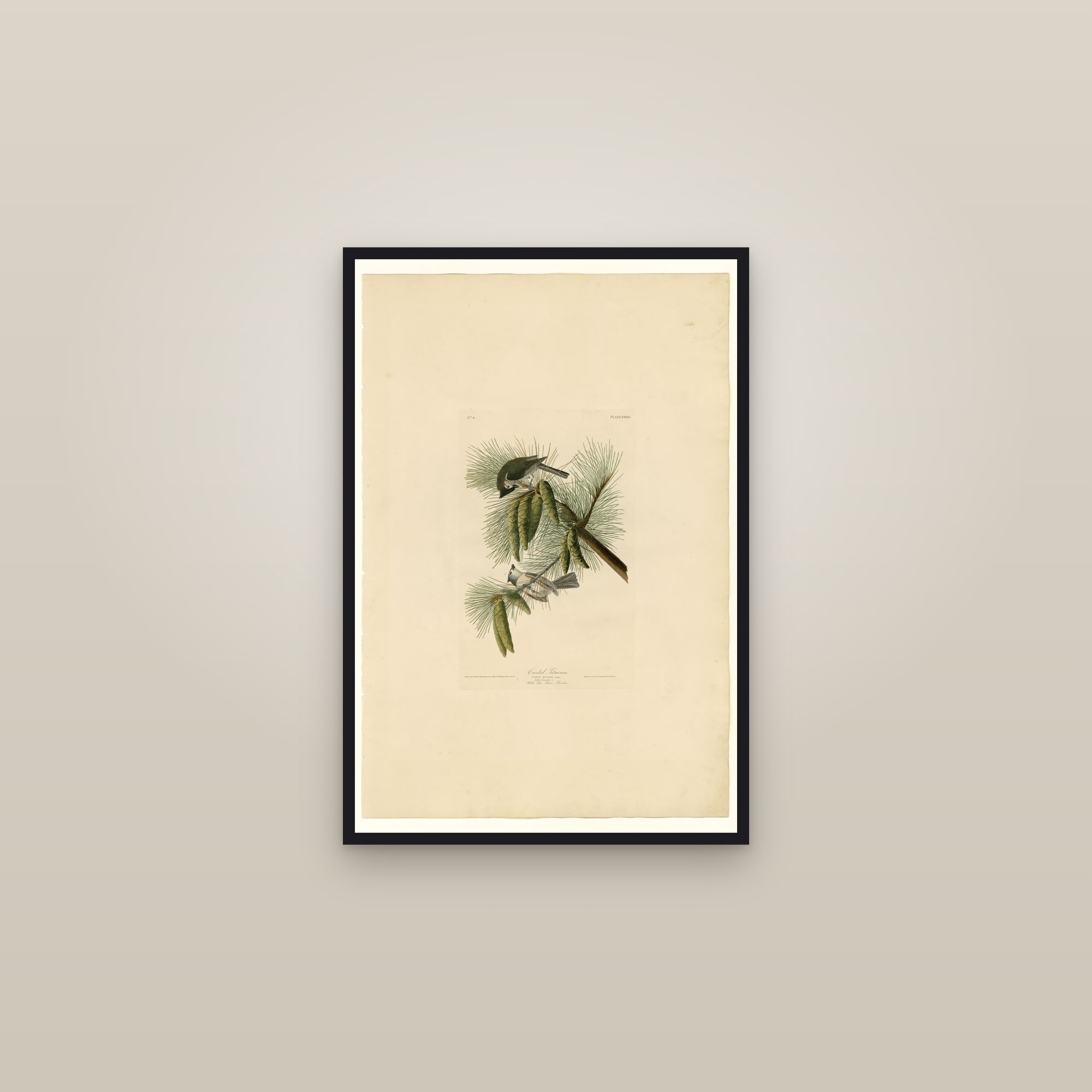 Tufted Titmouse — framed in a gallery setting
